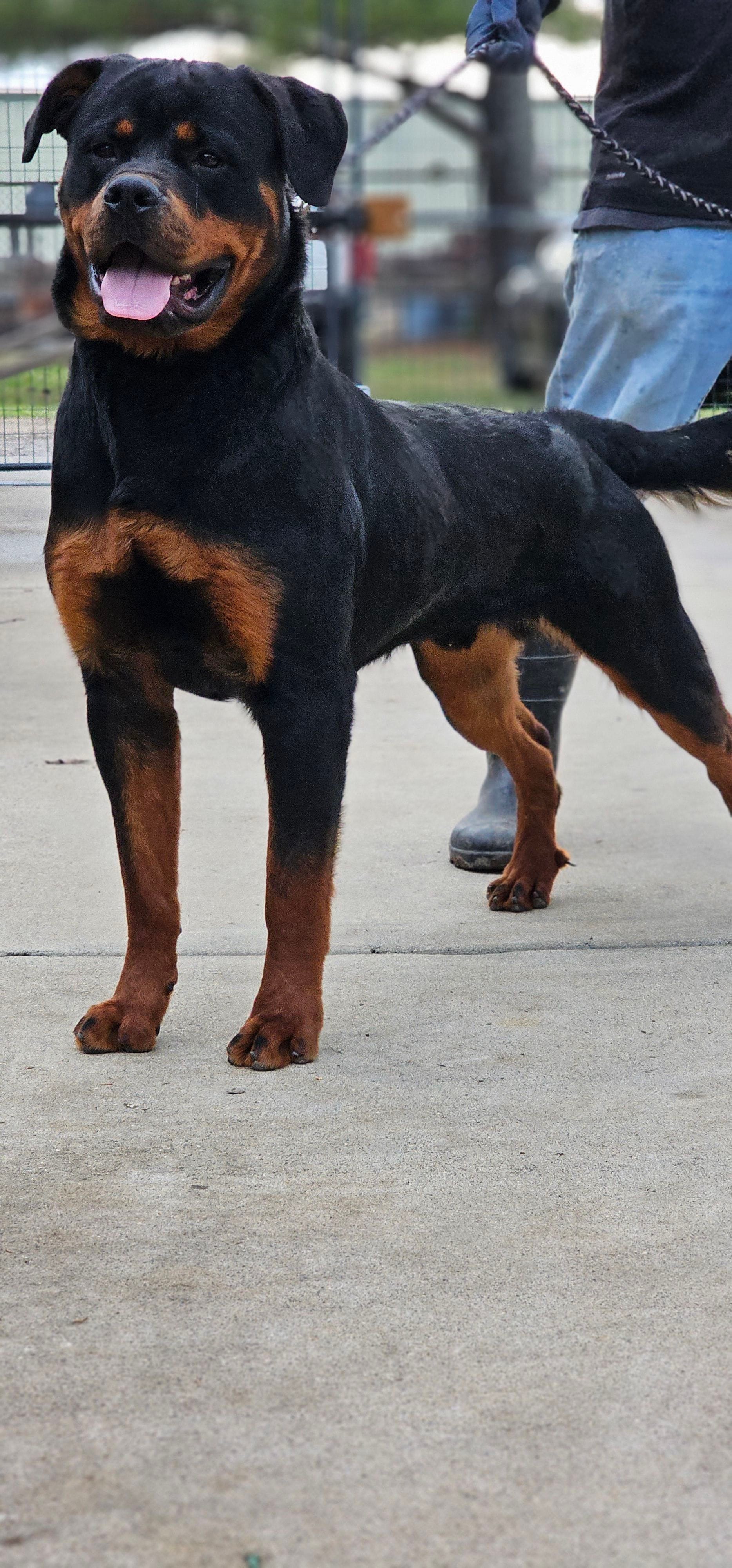 Jax – Rottweiler puppy for sale in Cedartown, GA