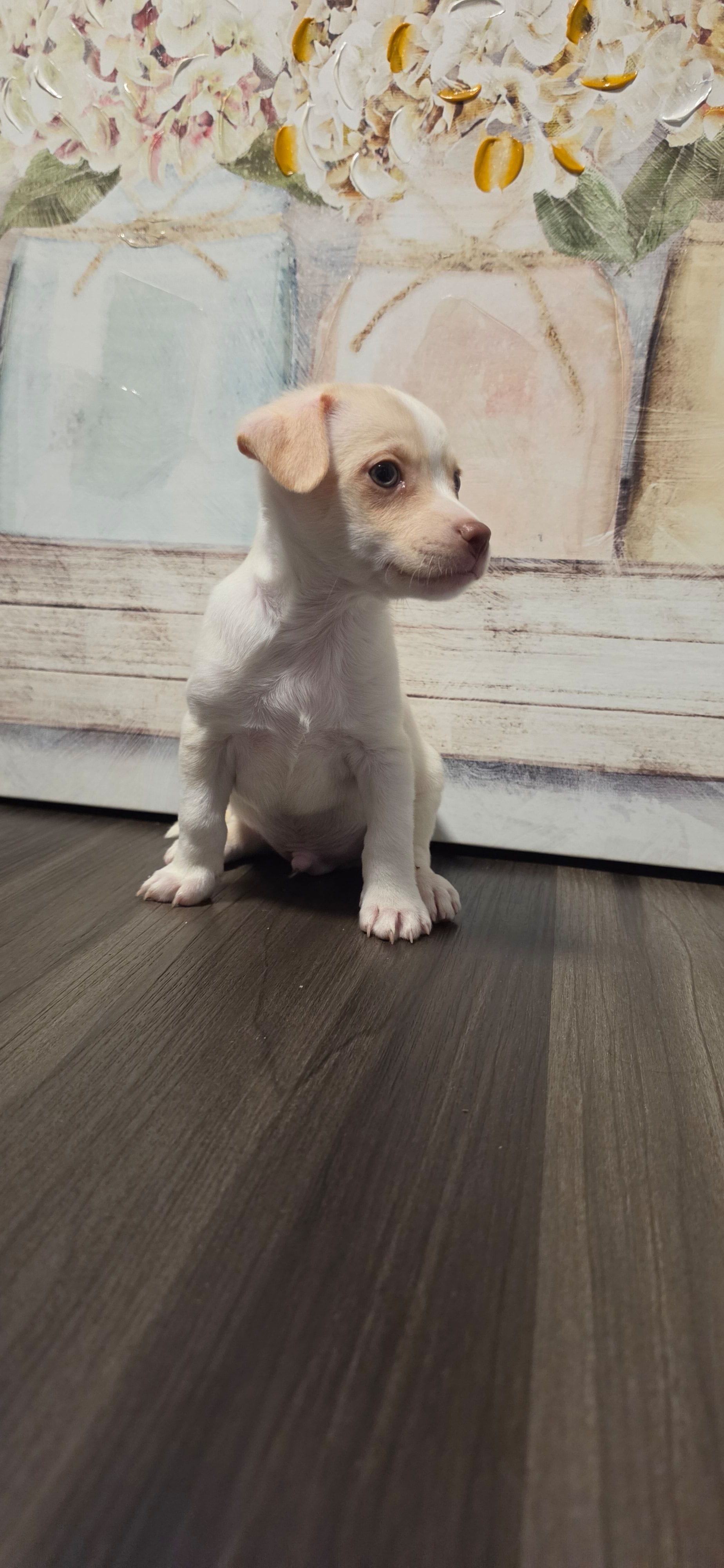 Latte, a male West Highland White Terrier for sale in Cedartown, GA – 2 of 3