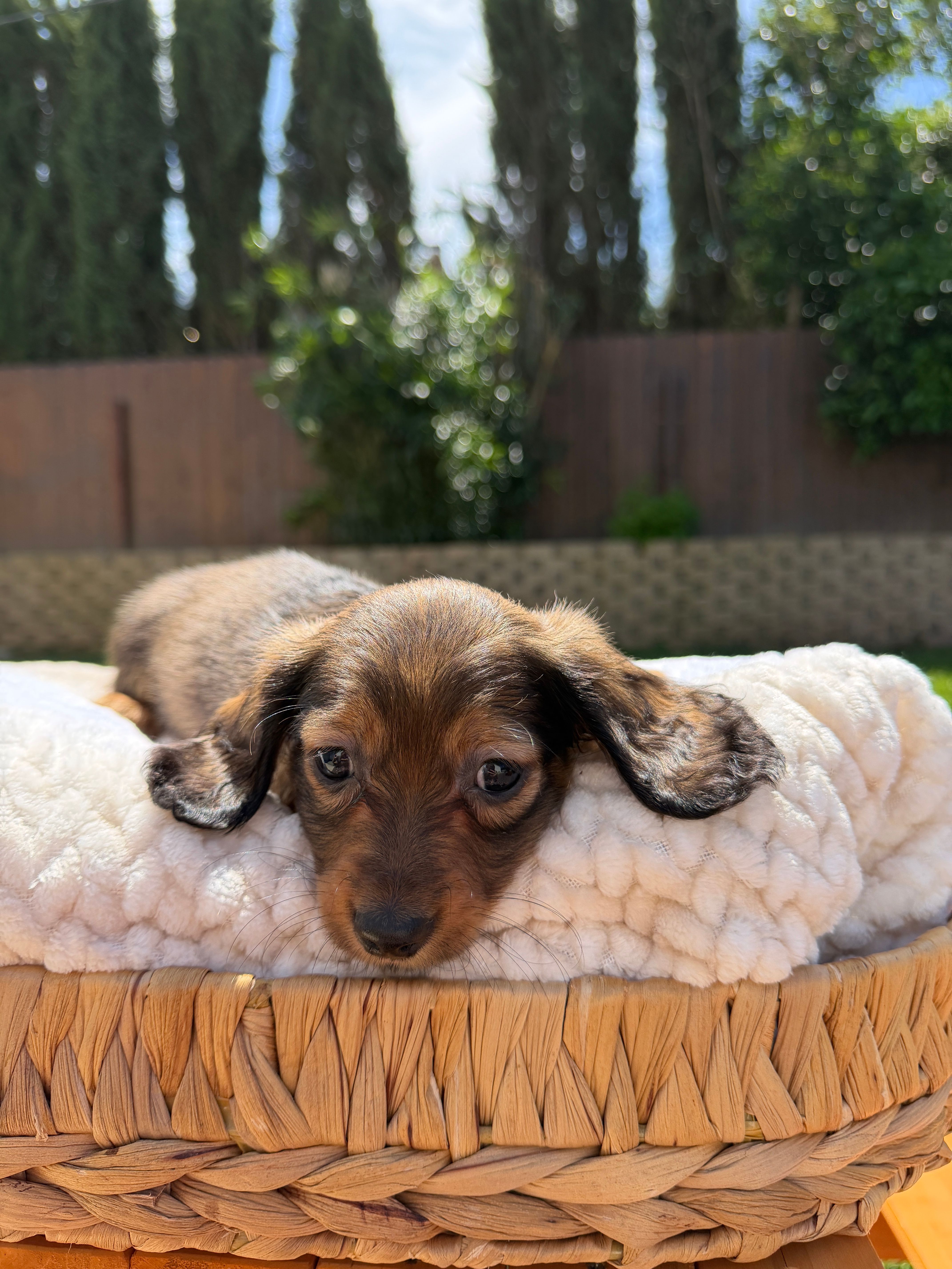 boy 1 – Miniature Dachshund puppy for sale in North Highlands, CA