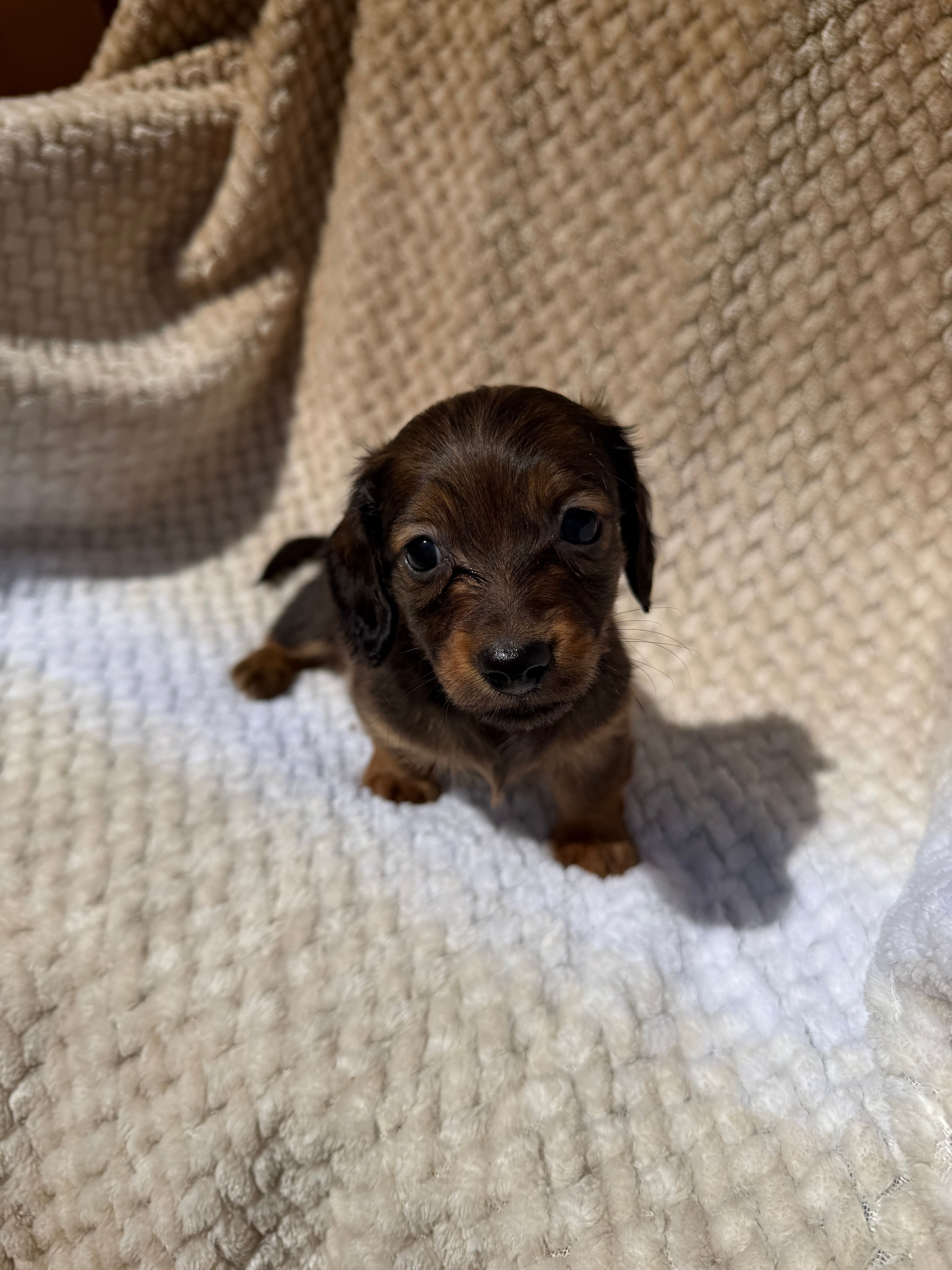 boy 1 – Miniature Dachshund puppy for sale in North Highlands, CA
