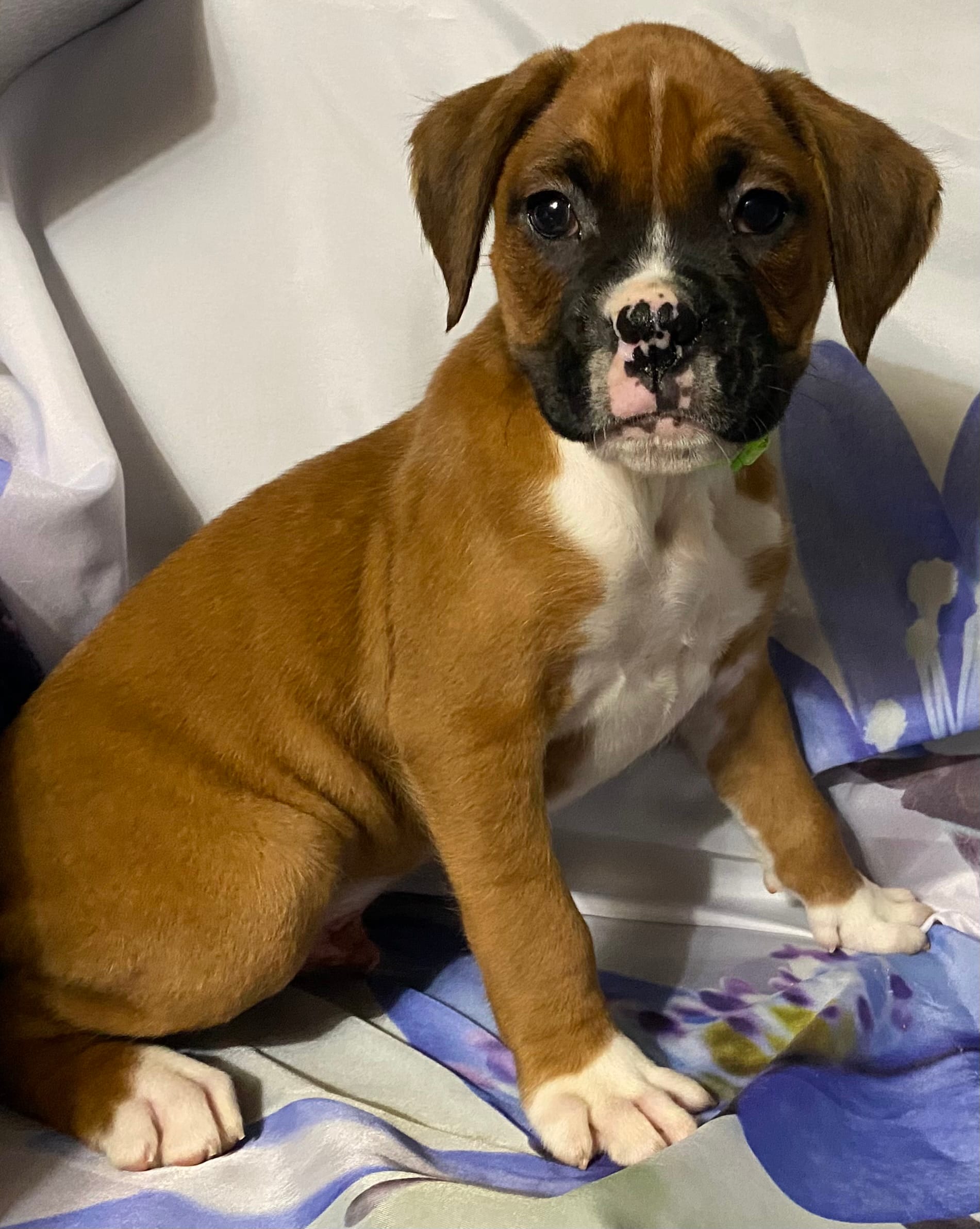 Dark Green-ACA 50% Euro – Boxer puppy for sale in Methuen, MA