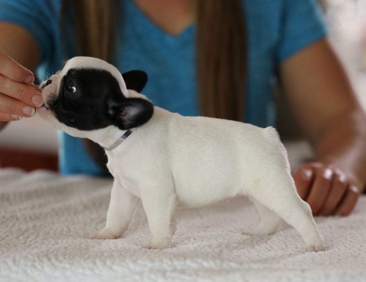 Silver Collar – French Bulldog puppy for sale in New Eucha, OK