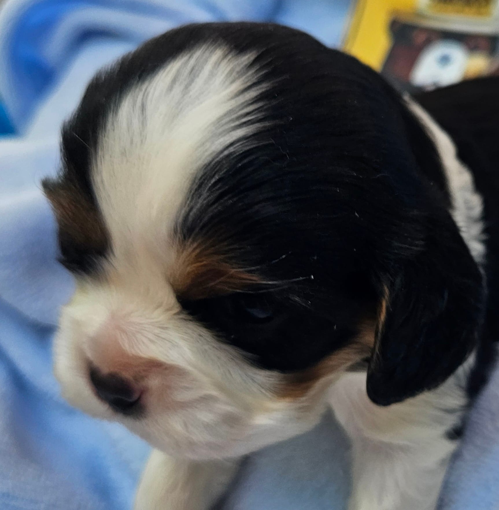 Smoky Bear akc  – Cavalier King Charles Spaniel puppy for sale in Lancaster, OH