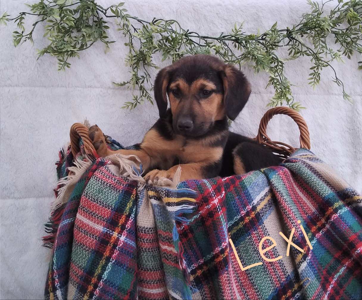 Lexi – German Shepherd Dog, Australian Labradoodle puppy for sale in Lancaster, OH