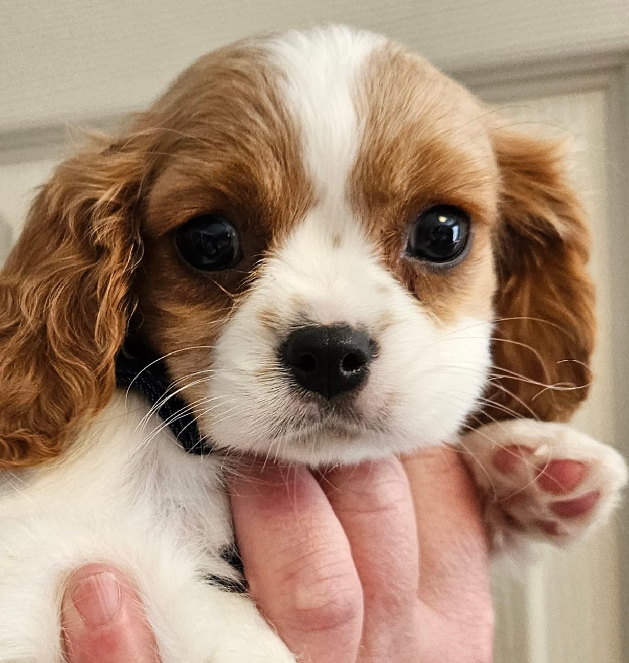 Sally akc – Cavalier King Charles Spaniel puppy for sale in Lancaster, OH