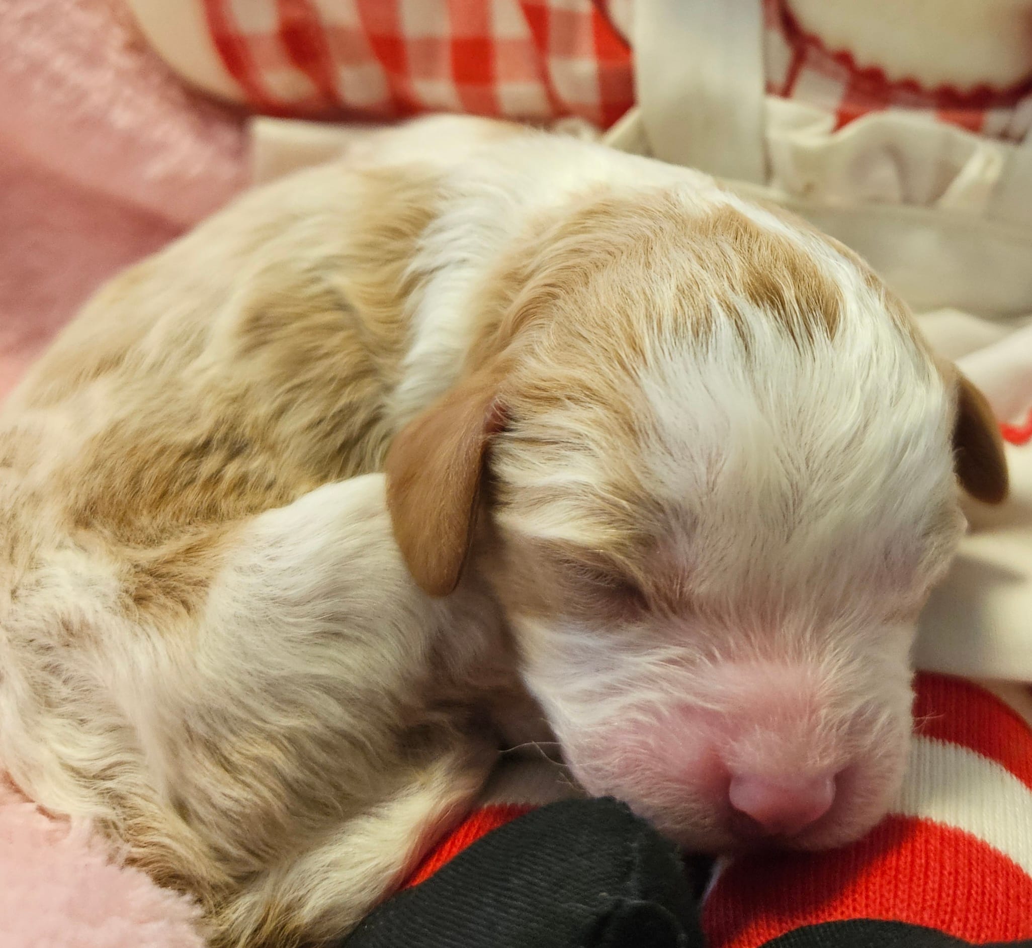 Raggedy Anne  – Cavalier King Charles Spaniel, Cavachon puppy for sale in Lancaster, OH