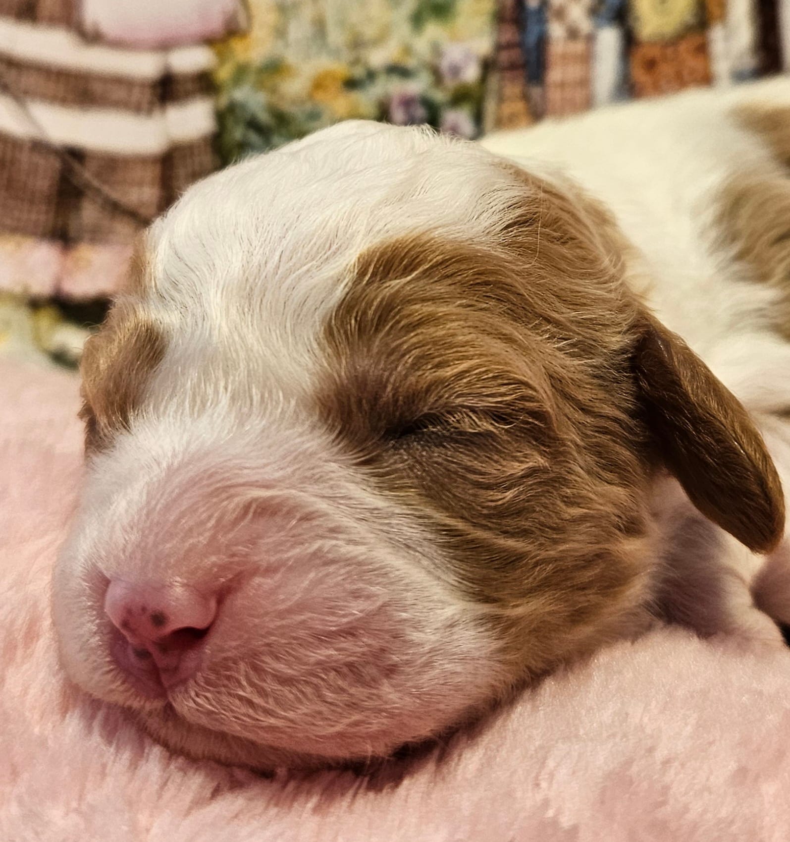 Holly Hobby  – Cavalier King Charles Spaniel, Cavachon puppy for sale in Lancaster, OH