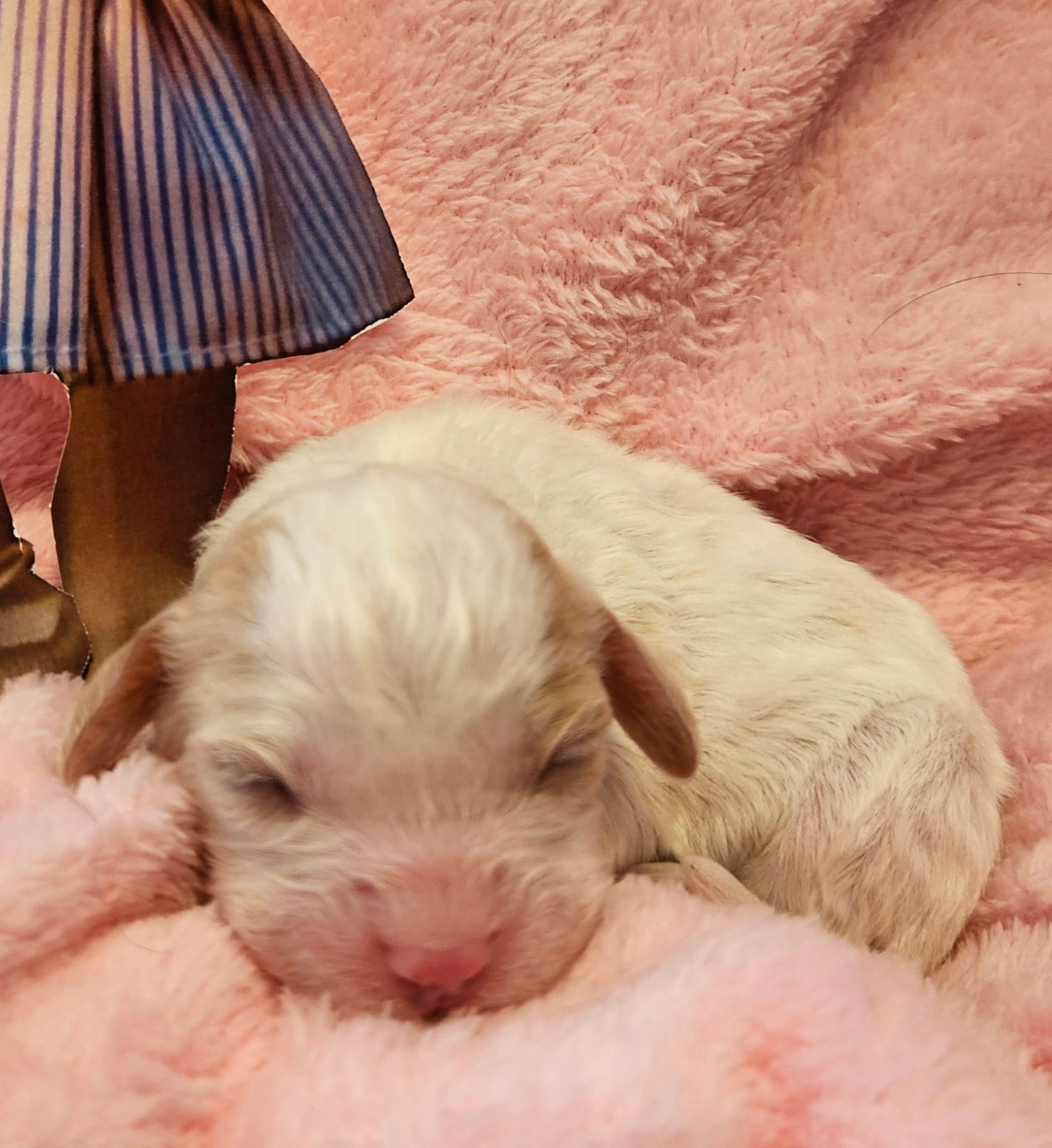 Pixie – Cavalier King Charles Spaniel, Cavachon puppy for sale in Lancaster, OH