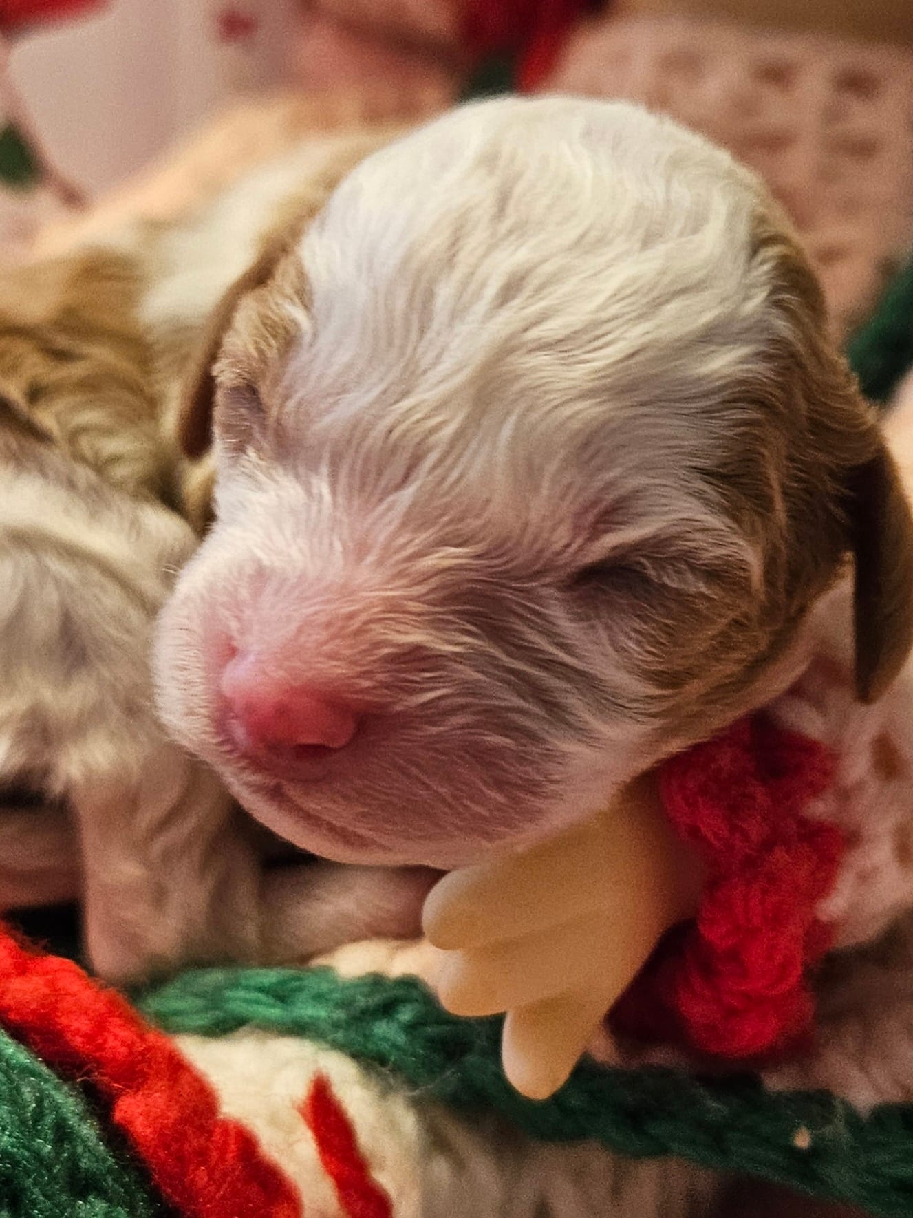 Strawberry Shortcake  – Cavalier King Charles Spaniel, Cavachon puppy for sale in Lancaster, OH