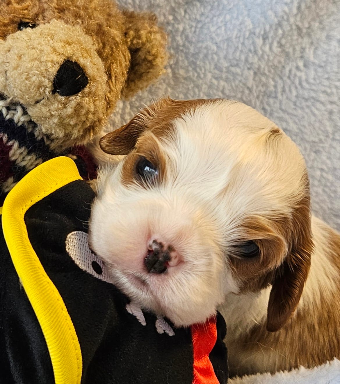 Pirate AKC  – Cavalier King Charles Spaniel puppy for sale in Lancaster, OH