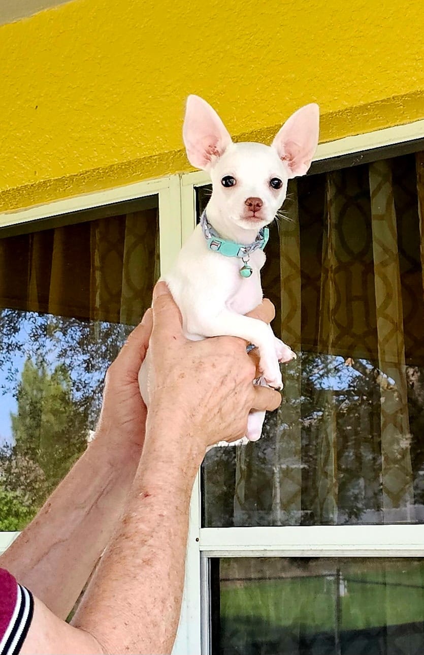 Kenni – Chihuahua puppy for sale in Lehigh Acres, FL