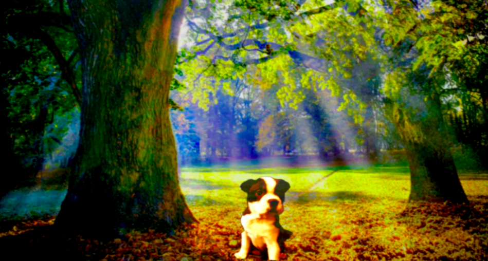 Rosie – Boston Terrier puppy for sale in Arlington, WA