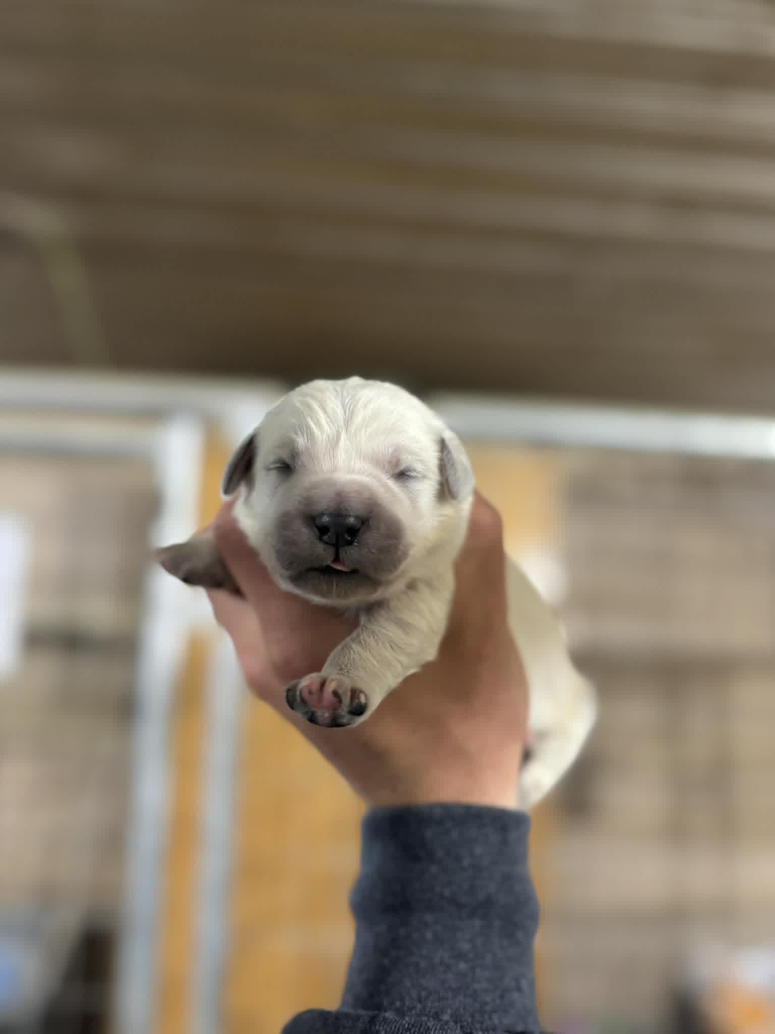 English Cream Female#2 – English Cream Golden Retriever puppy for sale in Berne, IN