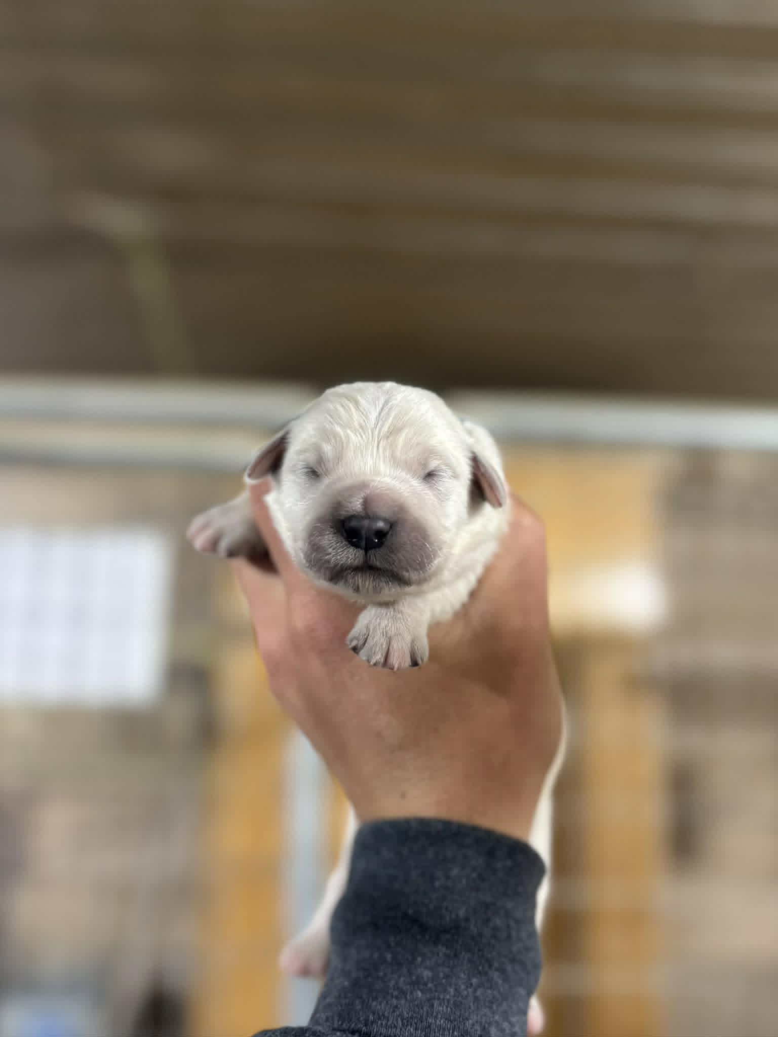 English Cream Male#3 – English Cream Golden Retriever puppy for sale in Berne, IN