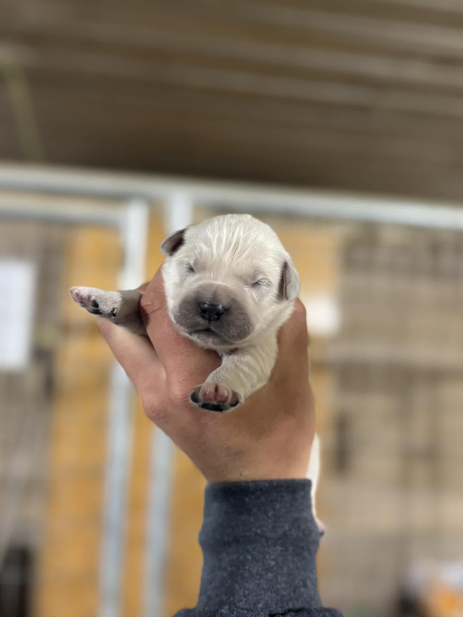English Cream Male#2 – English Cream Golden Retriever puppy for sale in Berne, IN