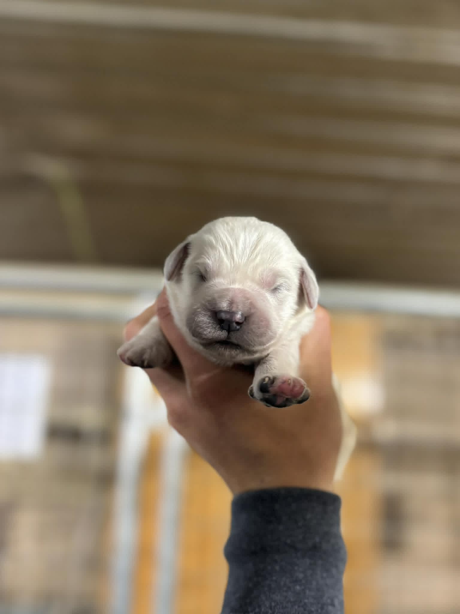 English Cream Female#1 – English Cream Golden Retriever puppy for sale in Berne, IN