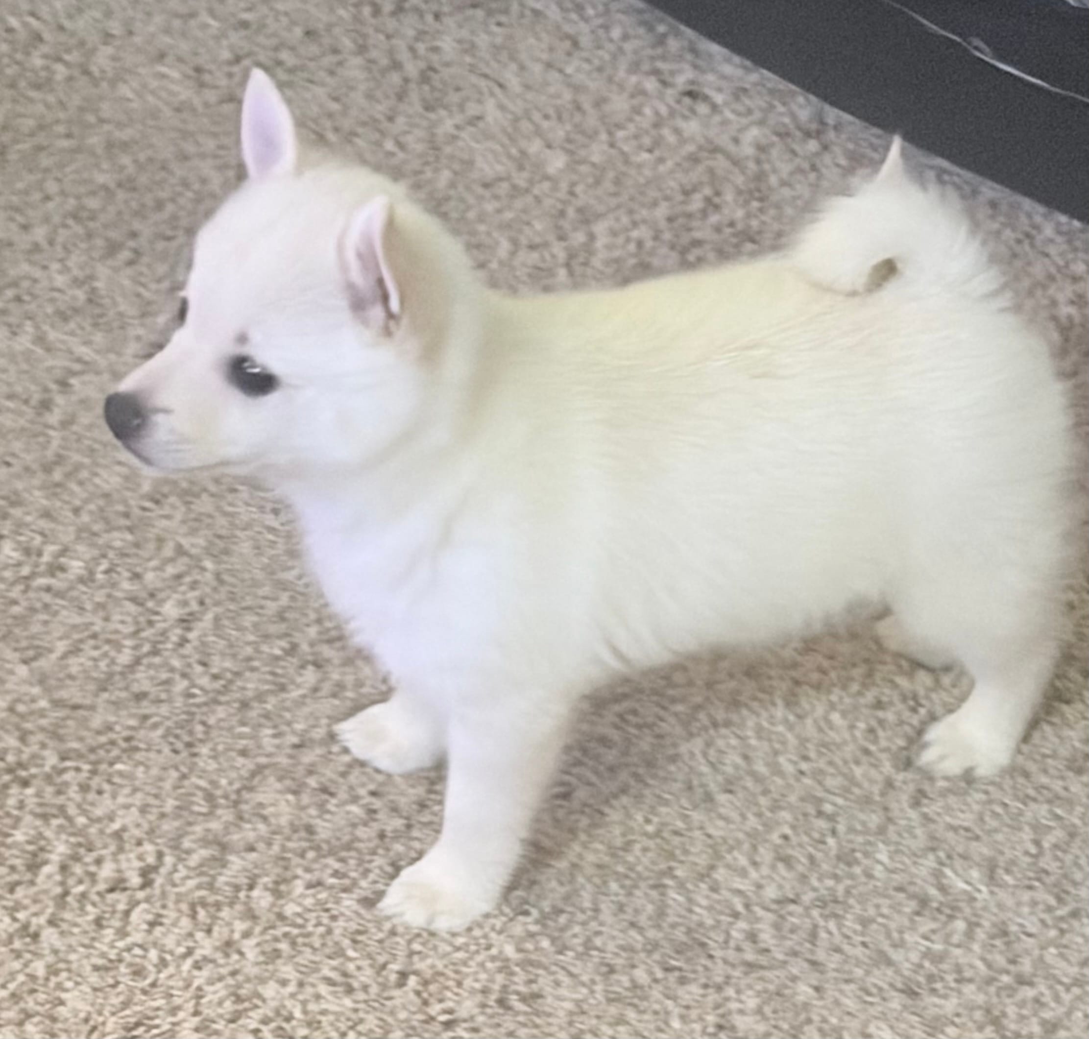 Akc pink female – Schipperke puppy for sale in Tulsa, OK