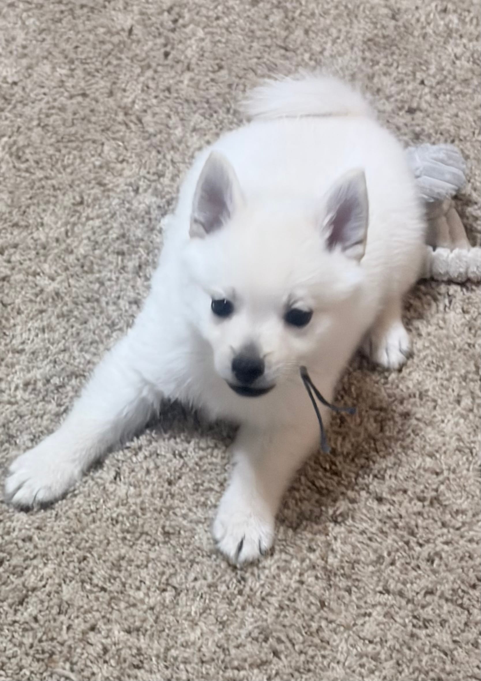 Akc blue male – Schipperke puppy for sale in Tulsa, OK