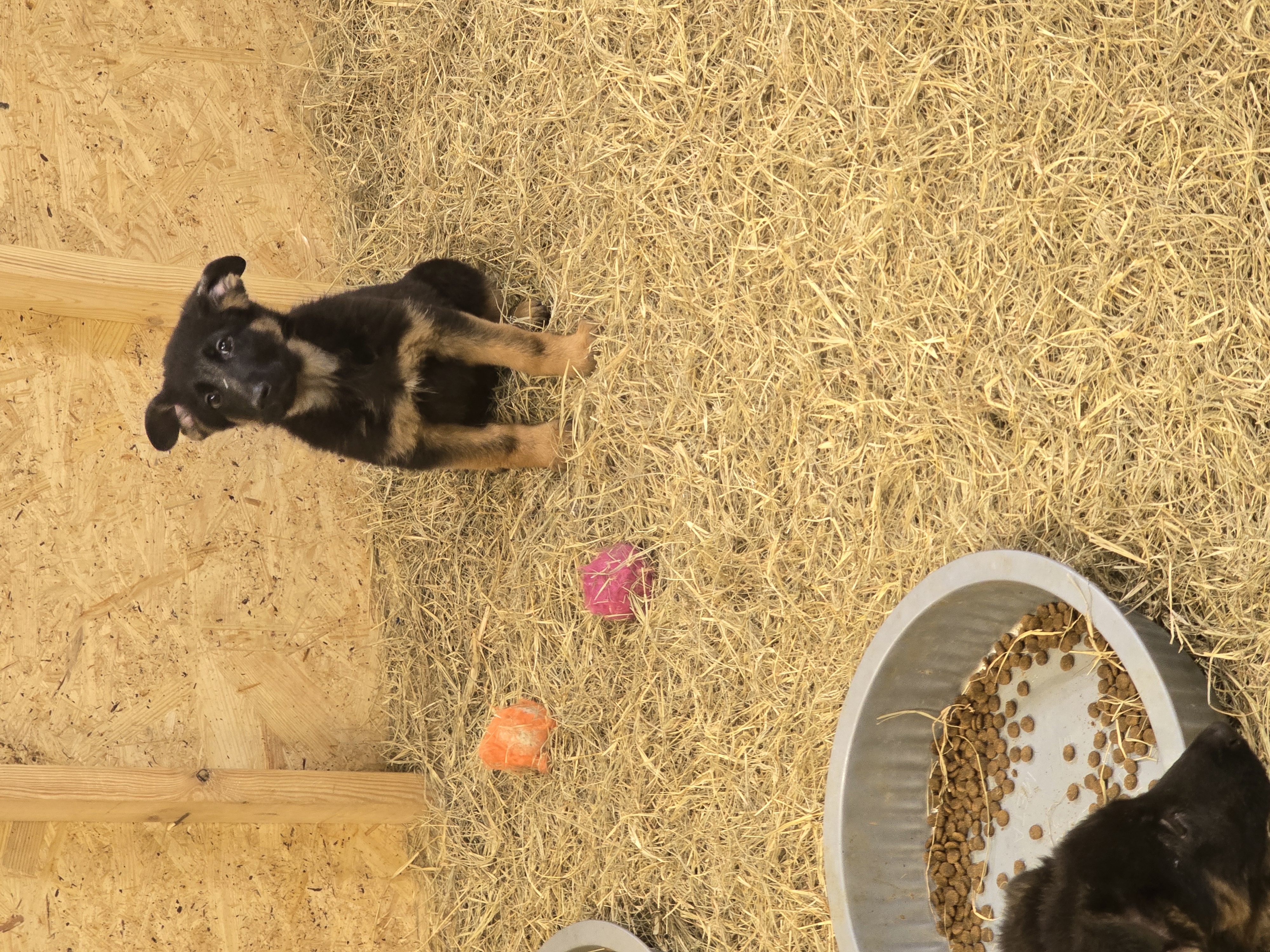 Sasha – German Shepherd Dog puppy for sale in Forest City, NC