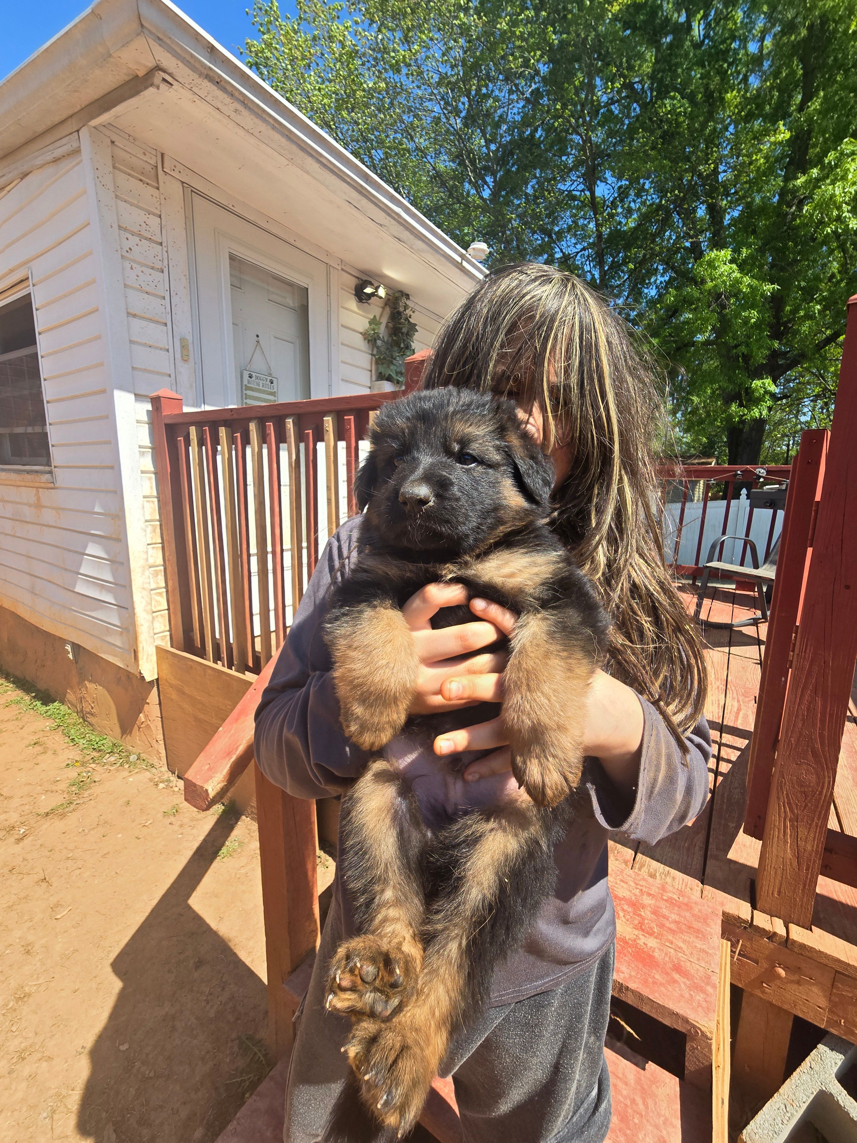 Nala – German Shepherd Dog puppy for sale in Forest City, NC