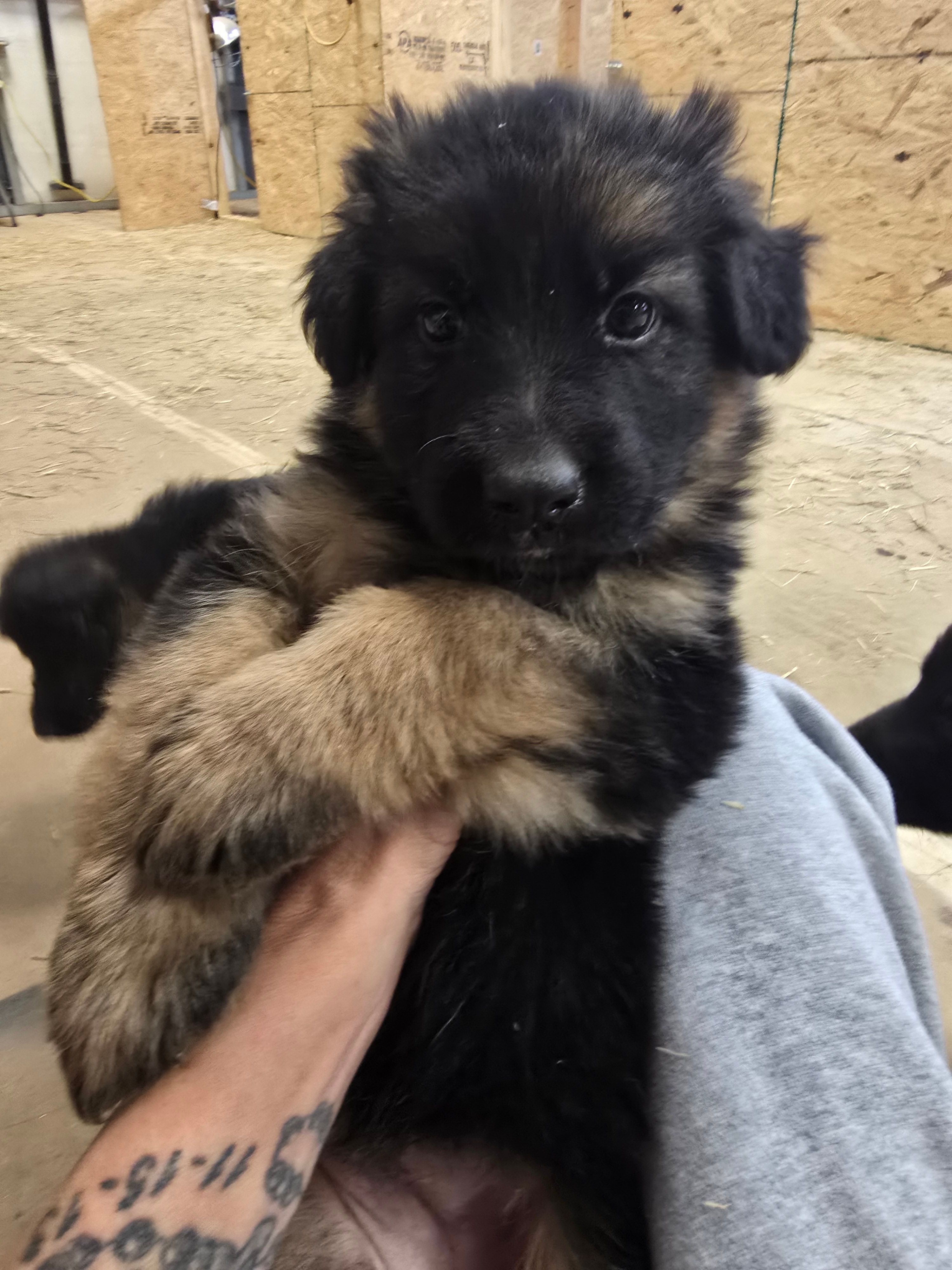 Nala – German Shepherd Dog puppy for sale in Forest City, NC