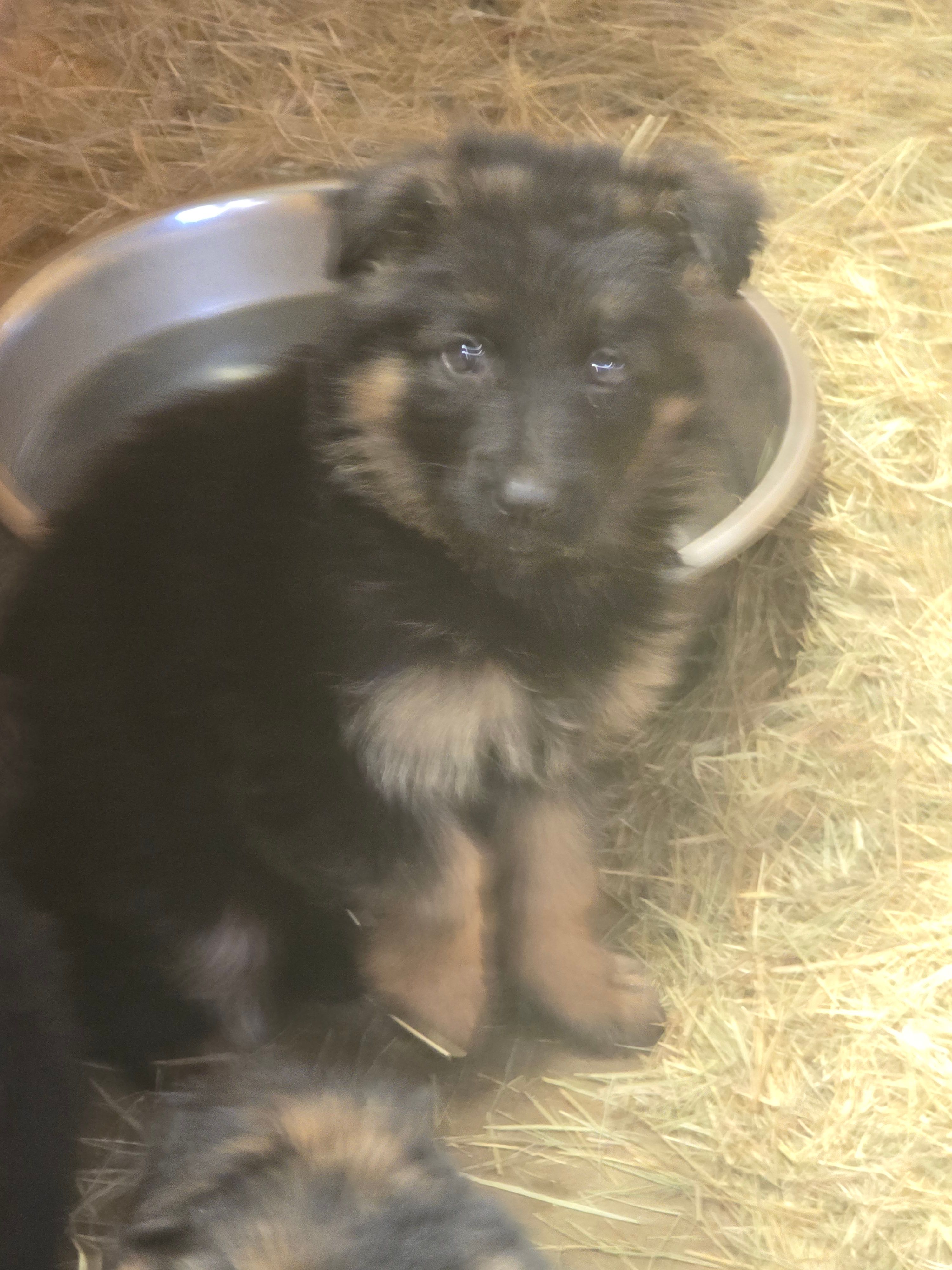 Tyson – German Shepherd Dog puppy for sale in Forest City, NC