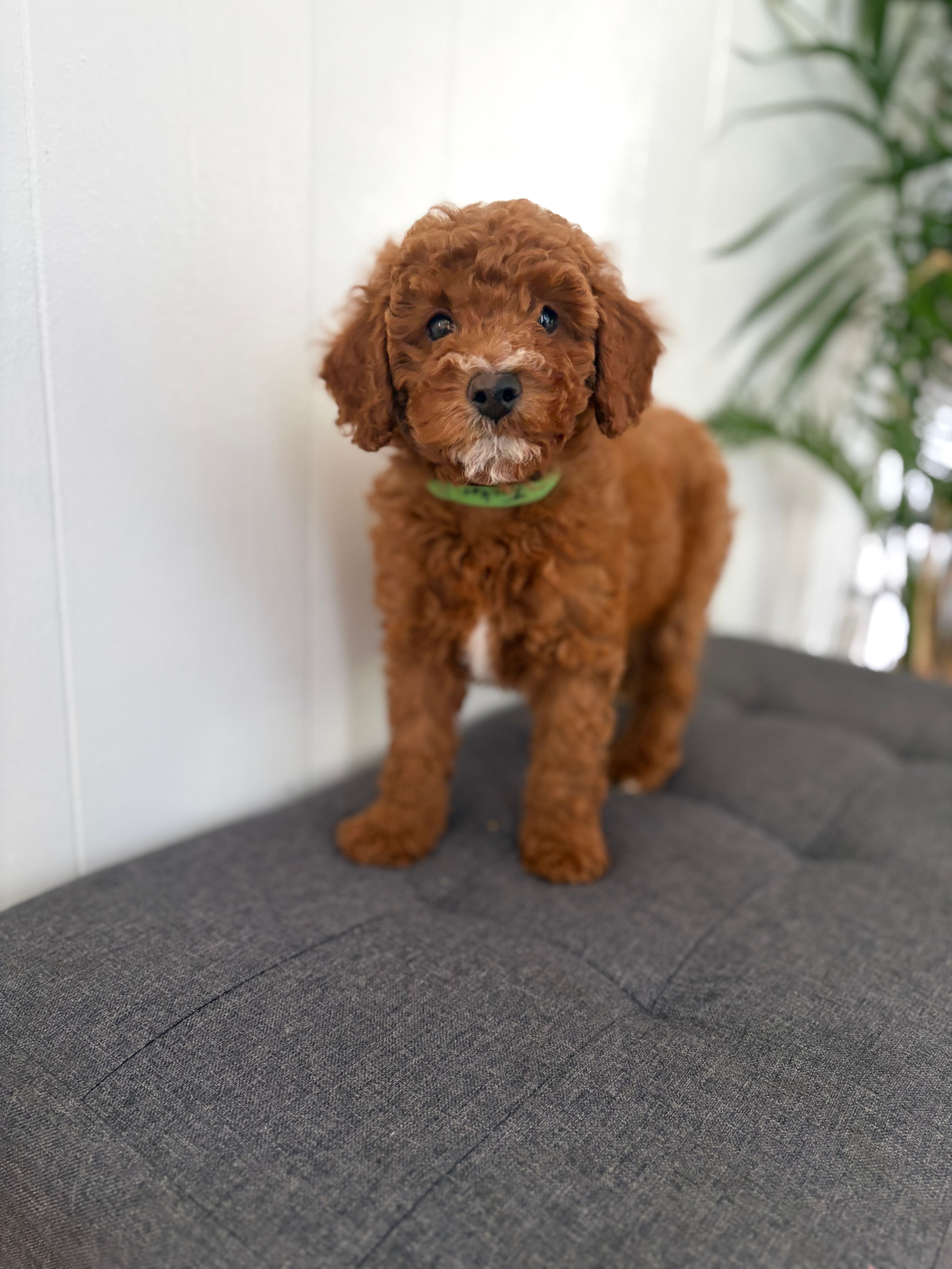 Tucker – Poodle - Miniature  puppy for sale in Millbrook, AL