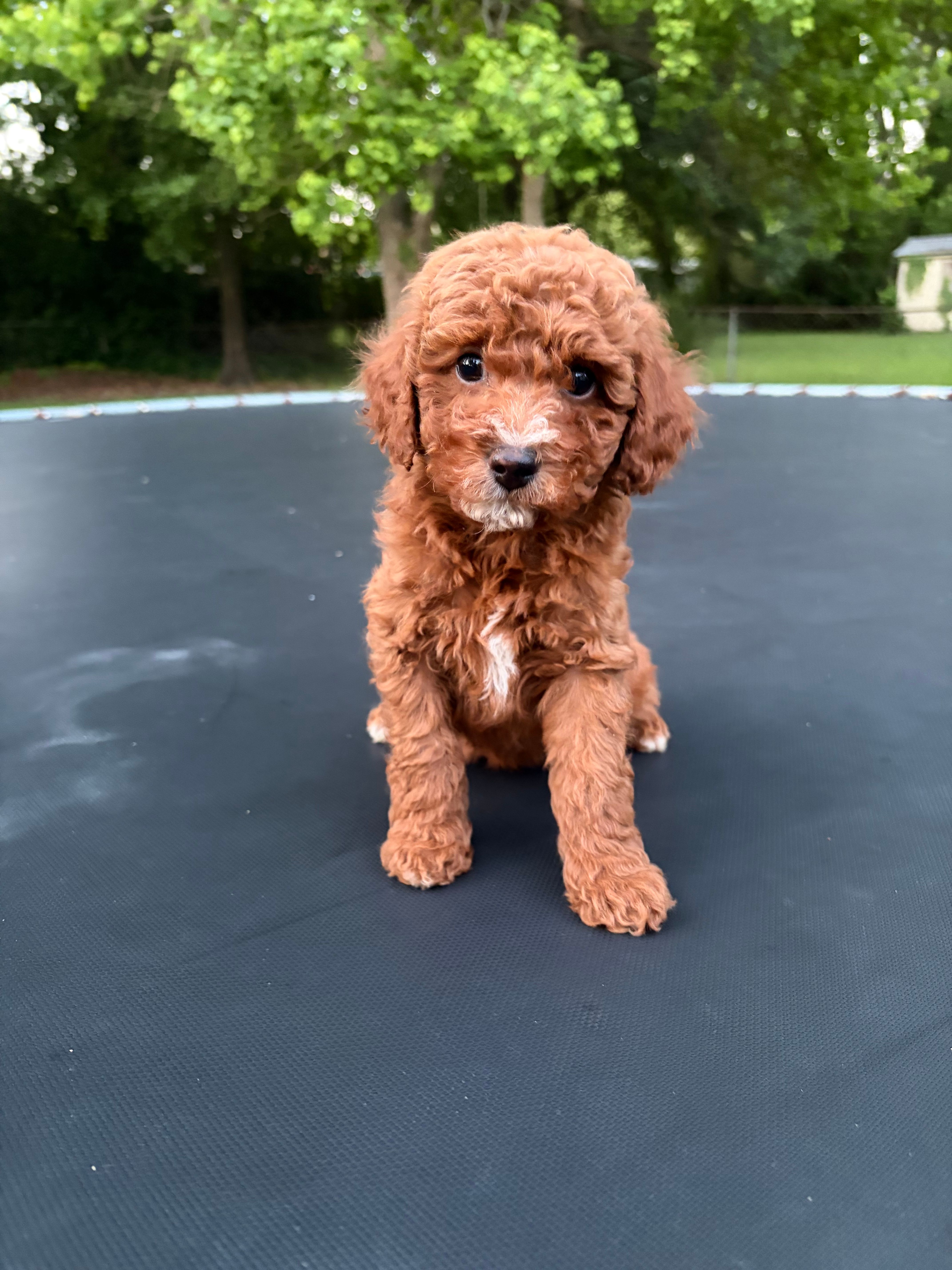 Tucker – Poodle - Miniature  puppy for sale in Millbrook, AL