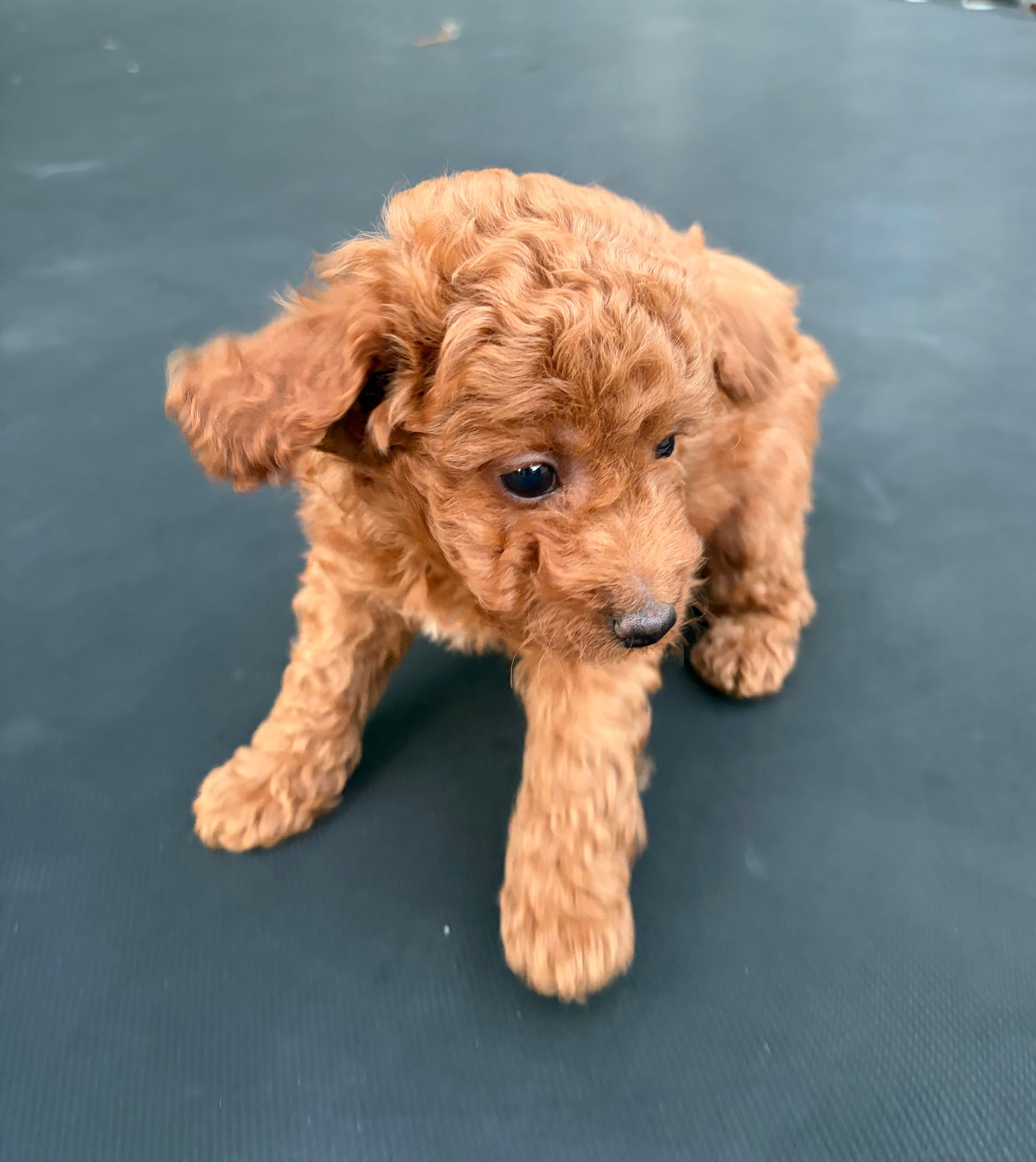 Diesel  – Poodle - Miniature  puppy for sale in Millbrook, AL