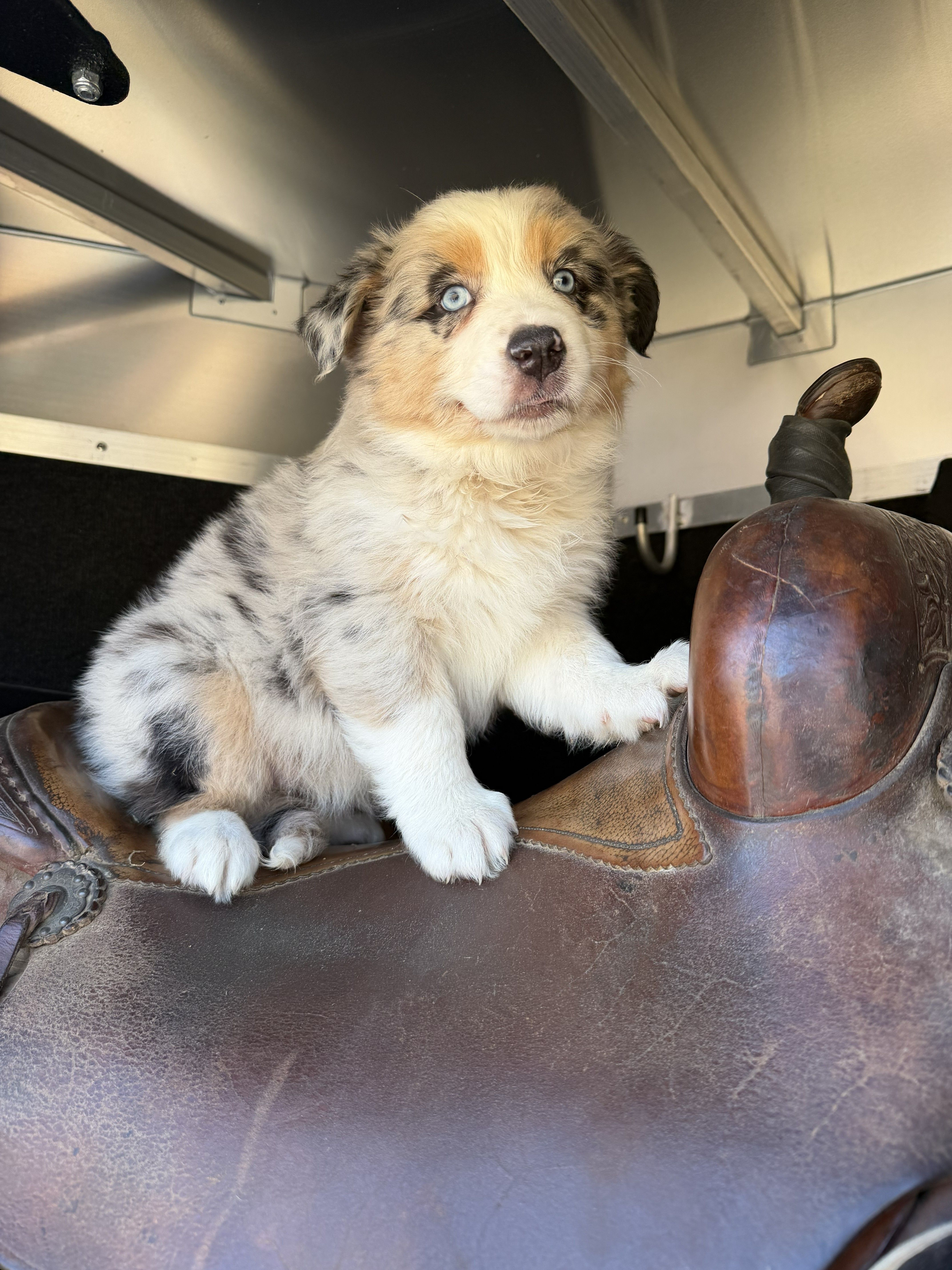 Reba – Australian Shepherd puppy for sale in Atascadero, CA