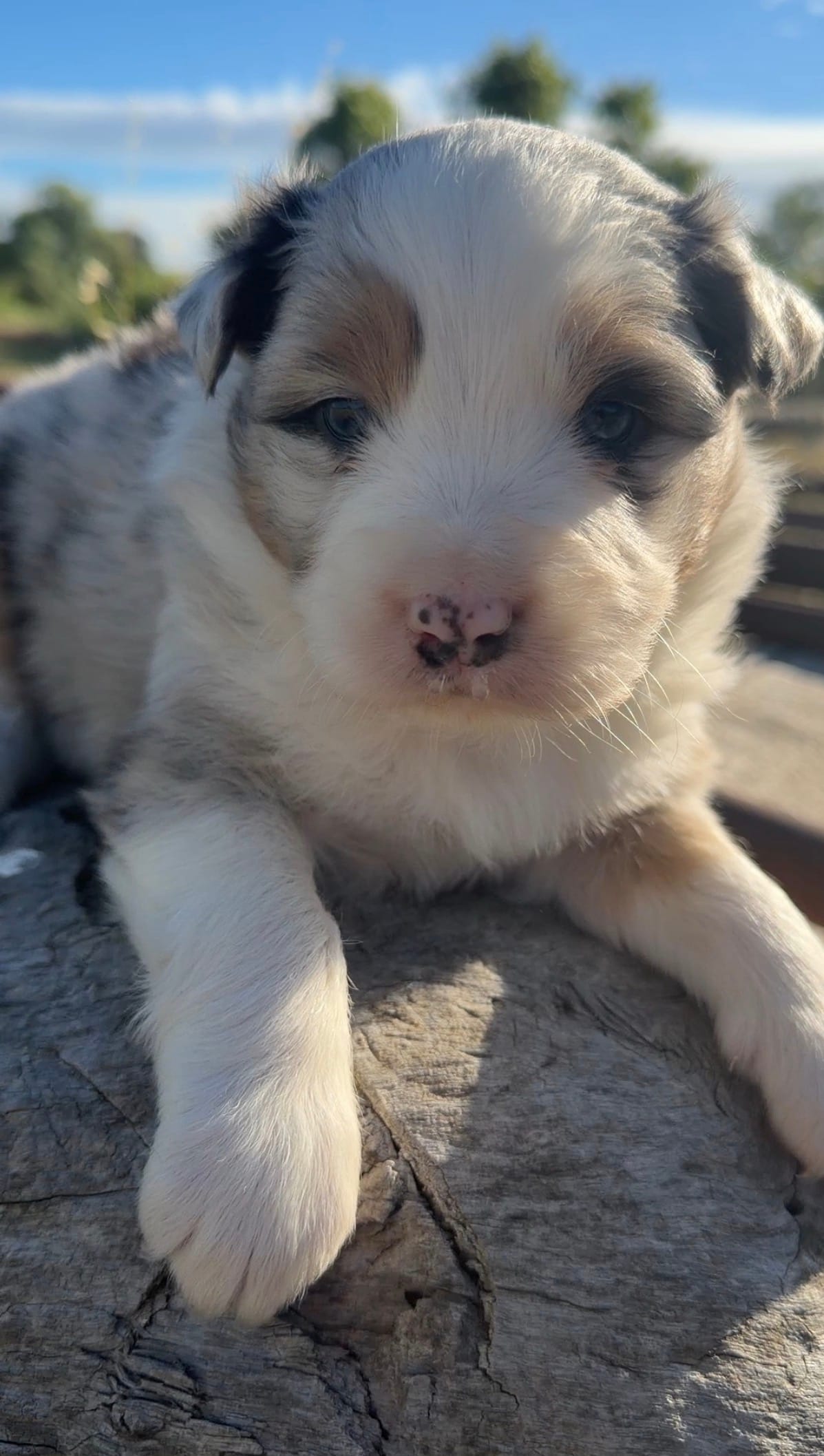 Finn – Australian Shepherd puppy for sale in Atascadero, CA