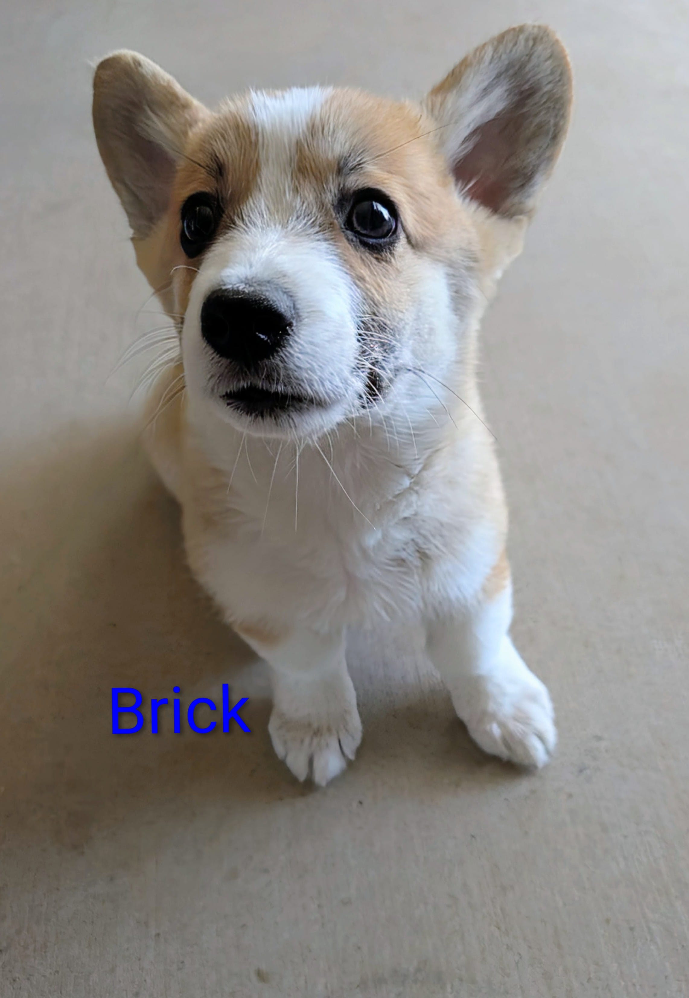 Brick – Pembroke Welsh Corgi puppy for sale in Casa Grande, AZ