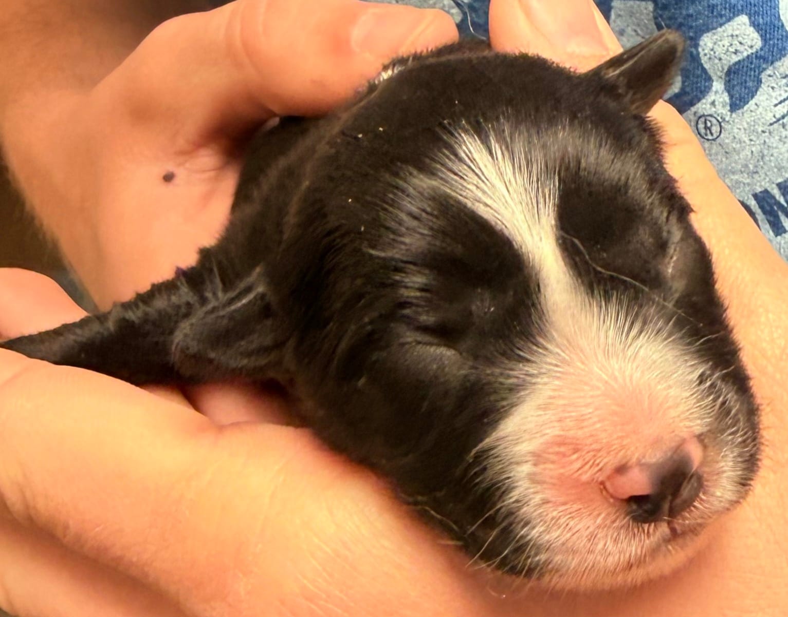 PB5 – Border Collie puppy for sale in Castle Rock, CO