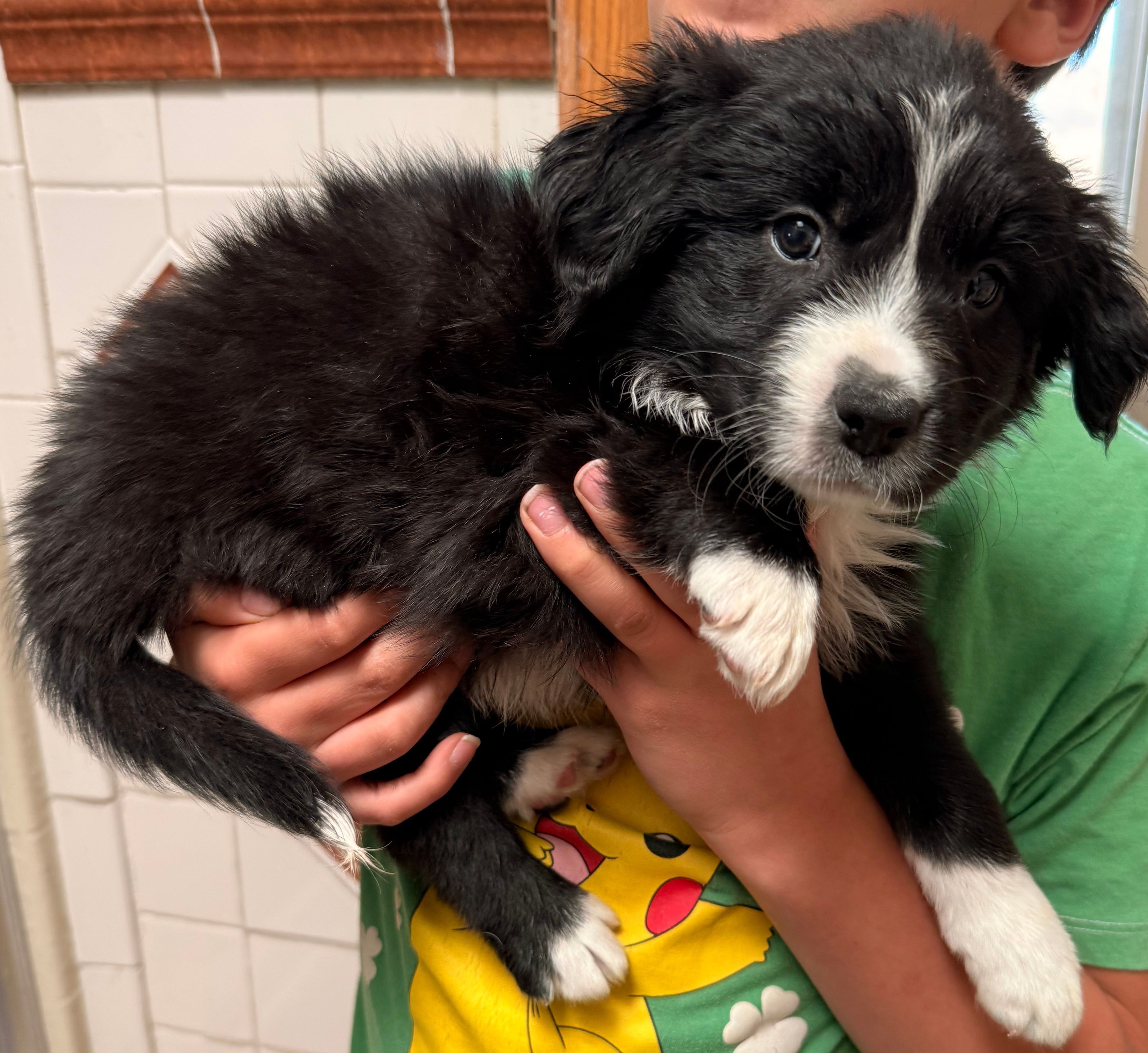 Hank Williams - PB5 – Border Collie puppy for sale in Castle Rock, CO