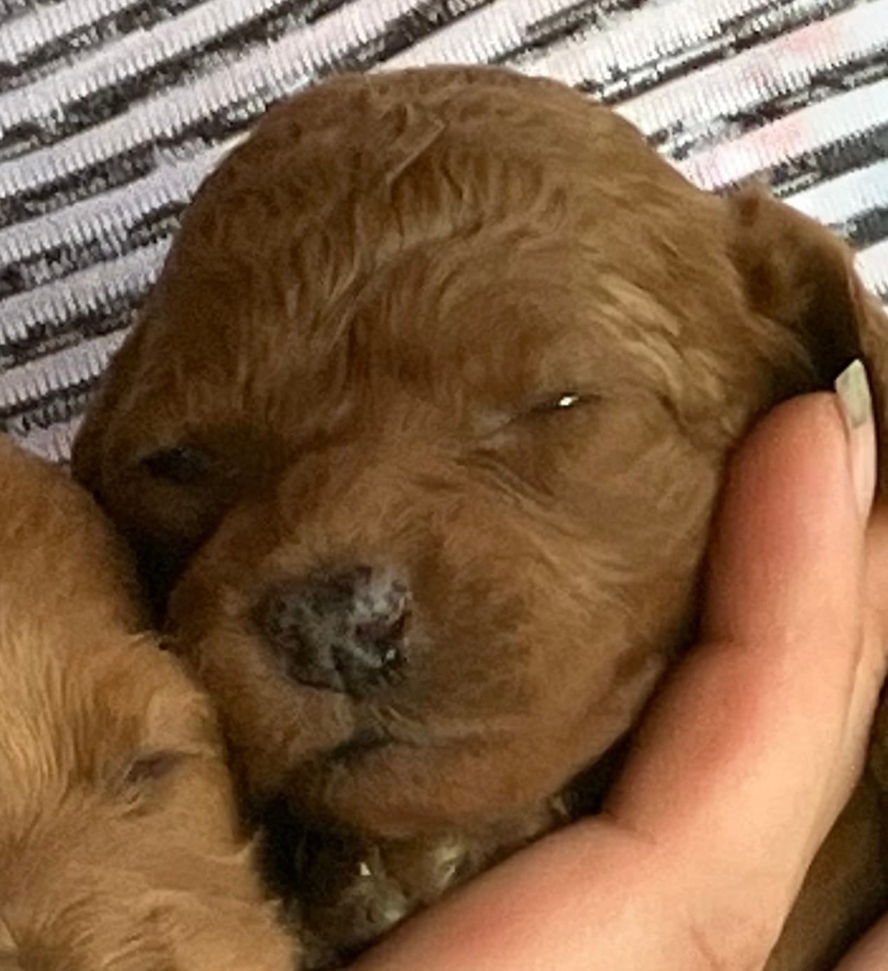 Ruby Red – Cavapoo puppy for sale in Seymour, MO
