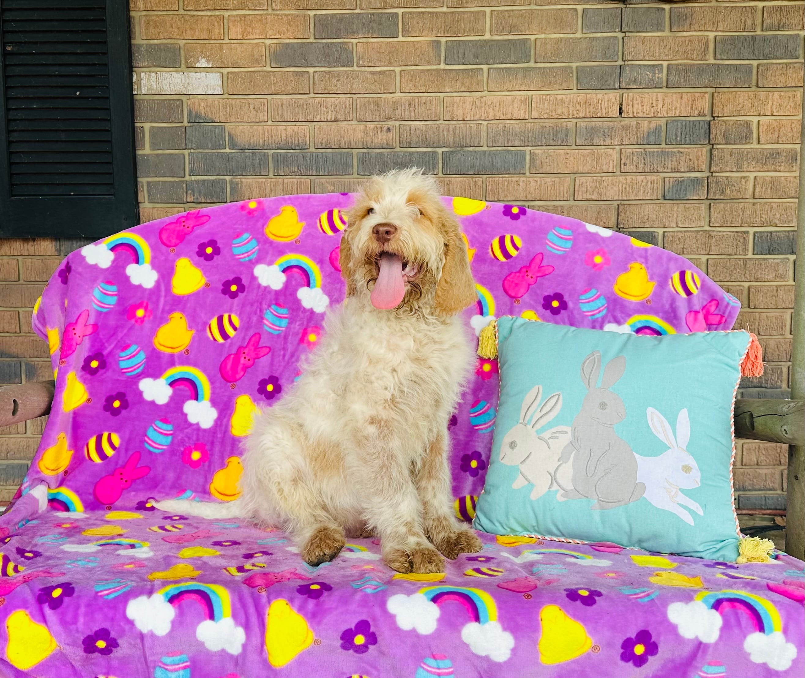 Boy~ Blue – Spinone Italiano puppy for sale in Peru, IL