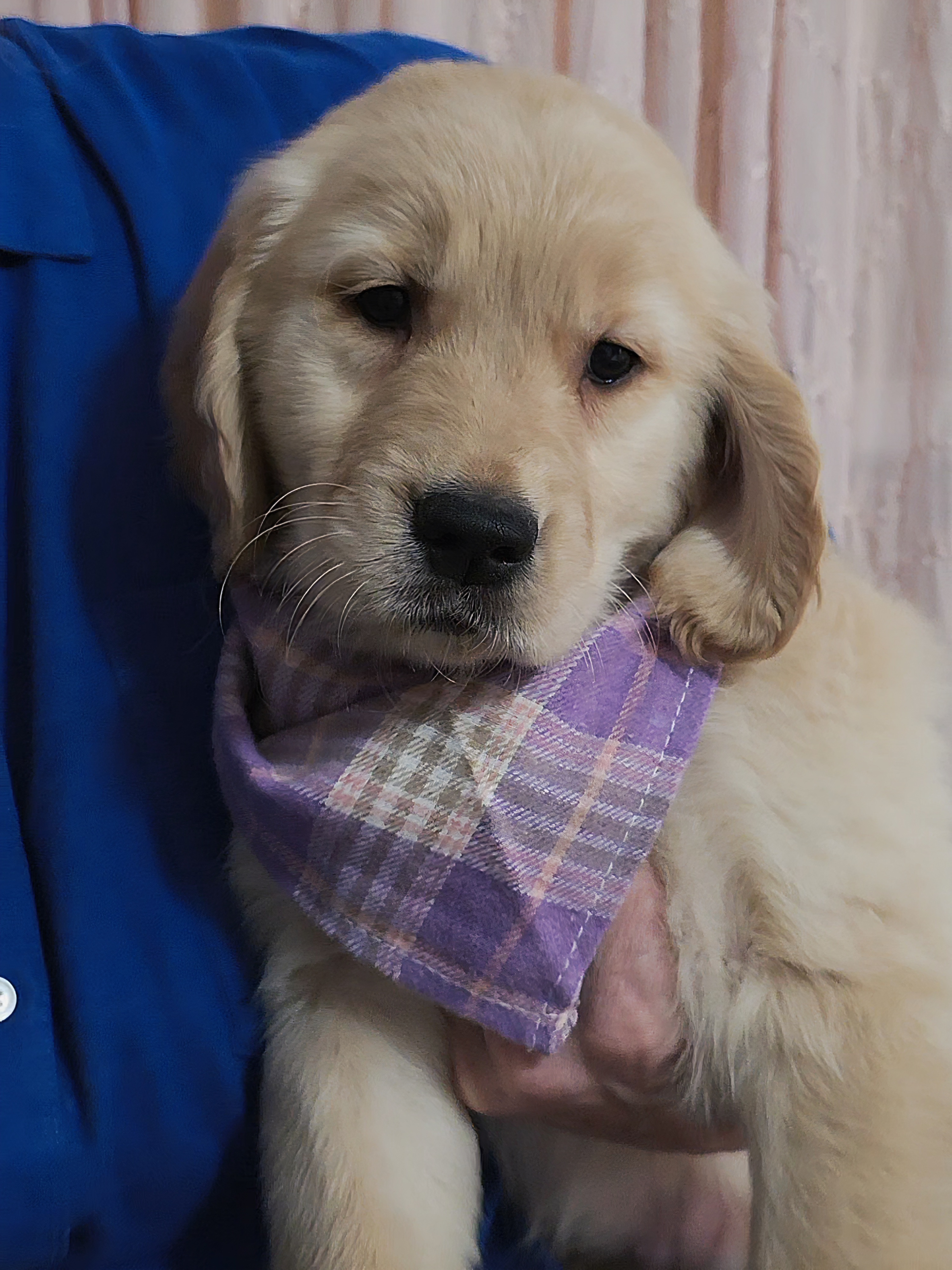 Champion Golden Retrievers Purple 