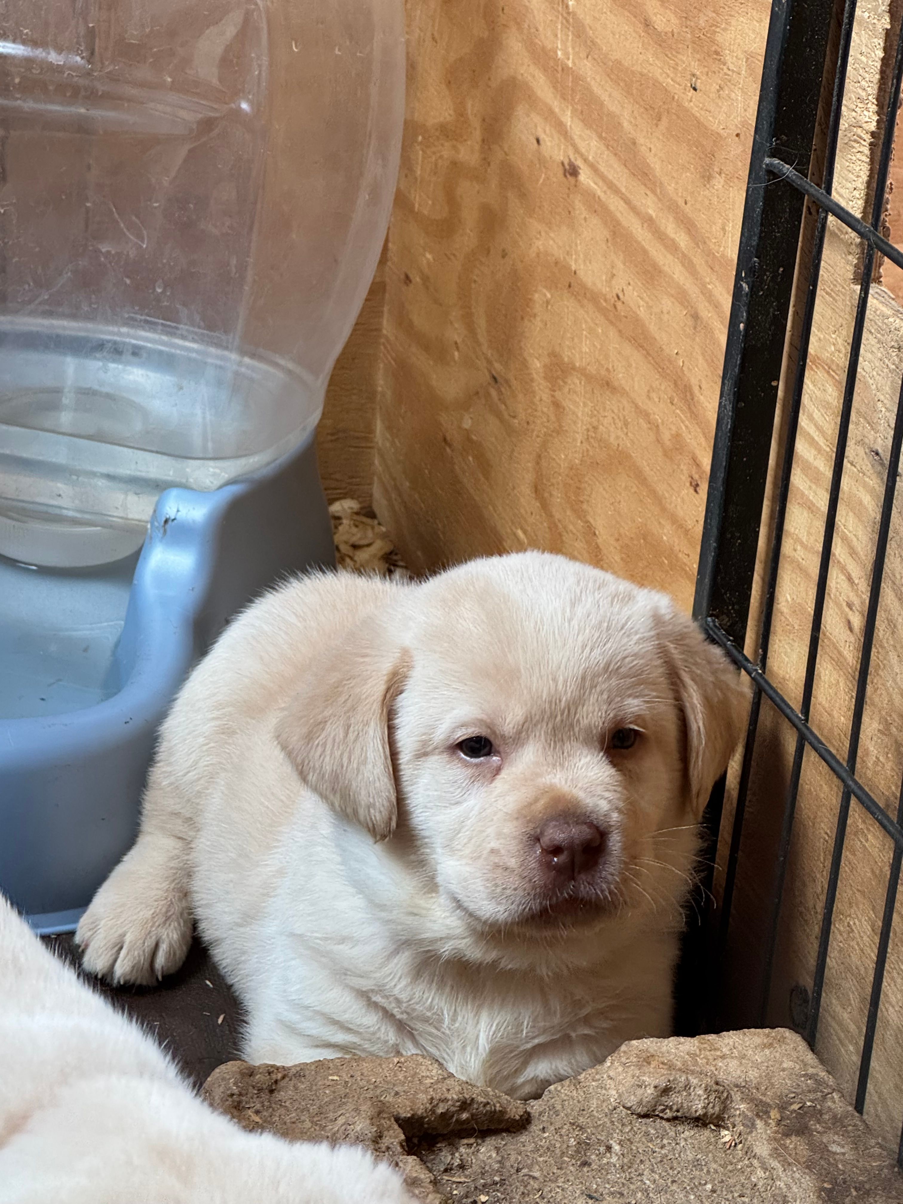 Forrest – Labrador Retriever puppy for sale in Scottsville, VA