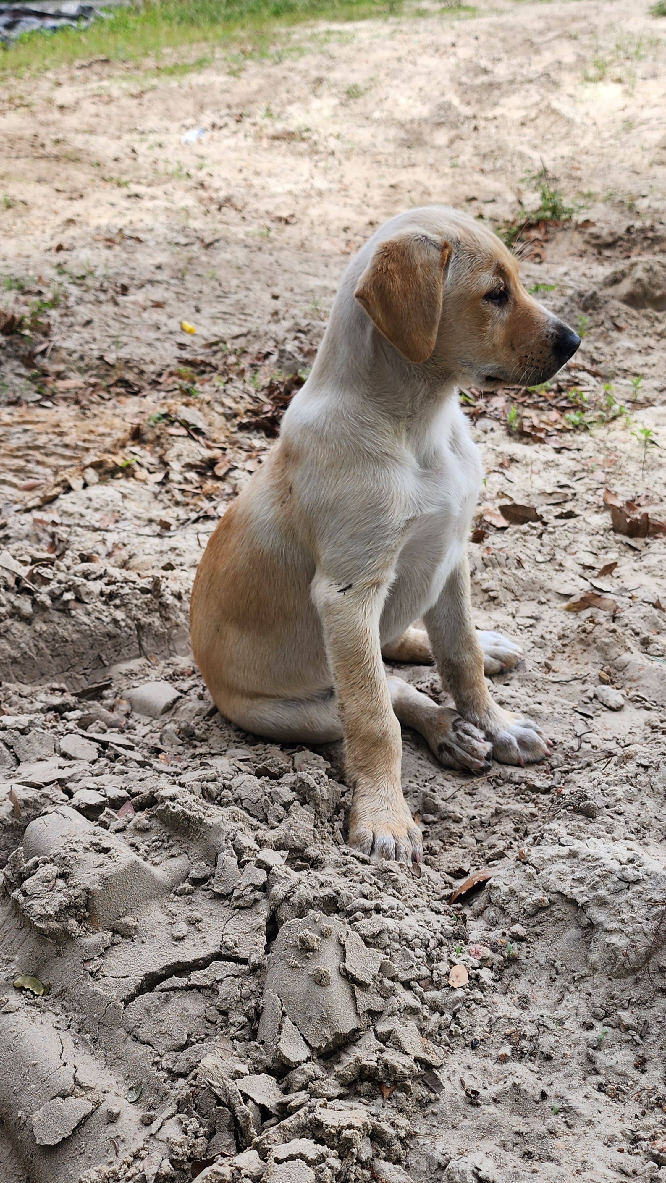 Yellow Female Labrador – Labrador Retriever puppy for sale in Eustis, FL