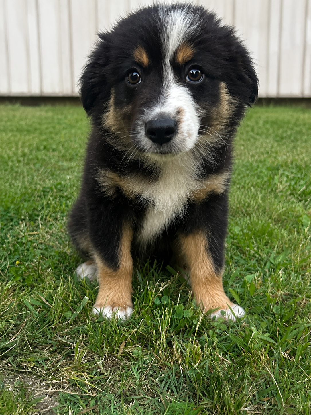 Boy 4 – Australian Shepherd, Border Collie puppy for sale in Dalton, GA