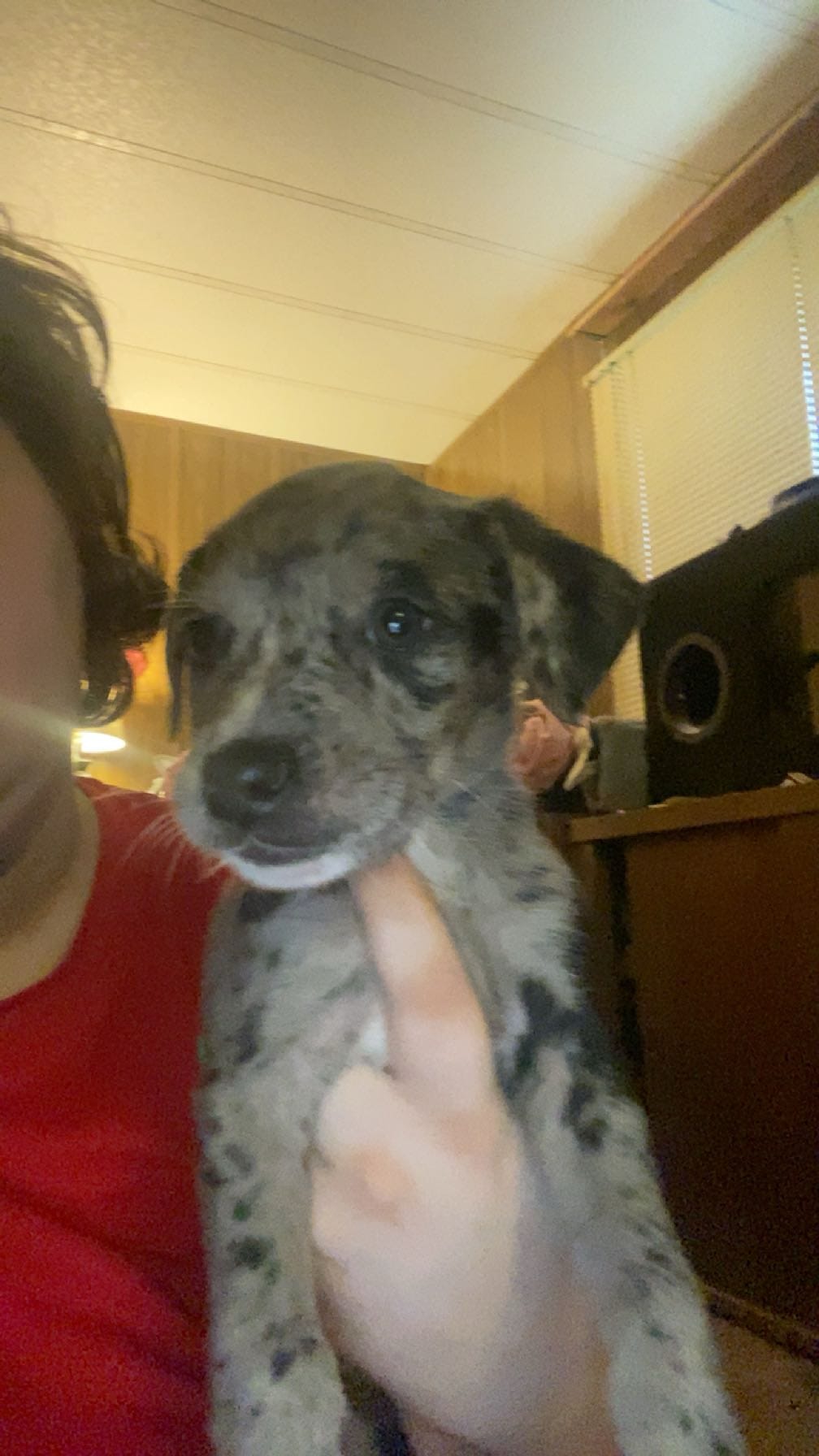 Mist – Australian Shepherd, Labrador Retriever puppy for sale in Bowman, SC