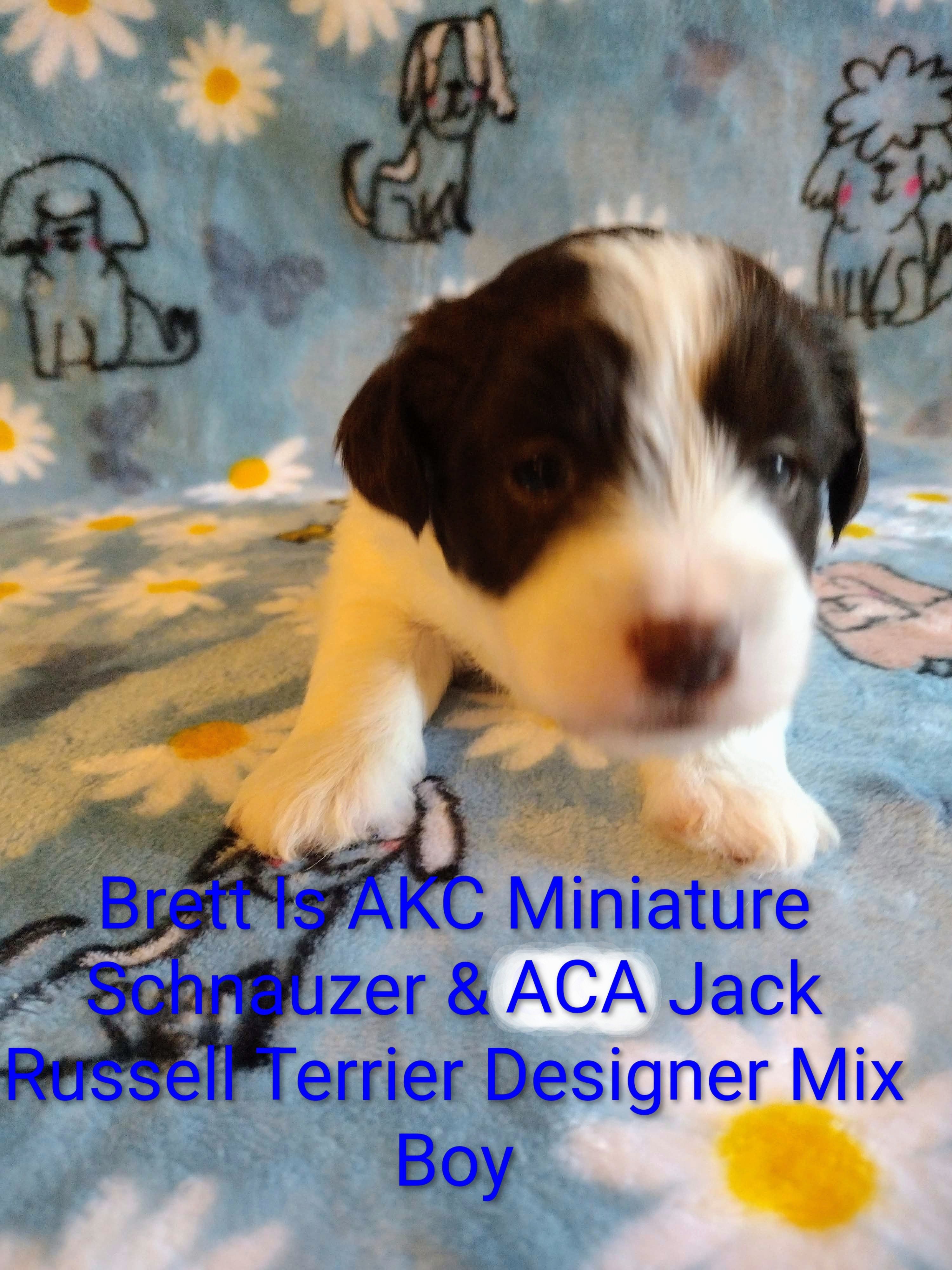 Brett  – Jack Russell Terrier, Miniature Schnauzer puppy for sale in Enid, OK