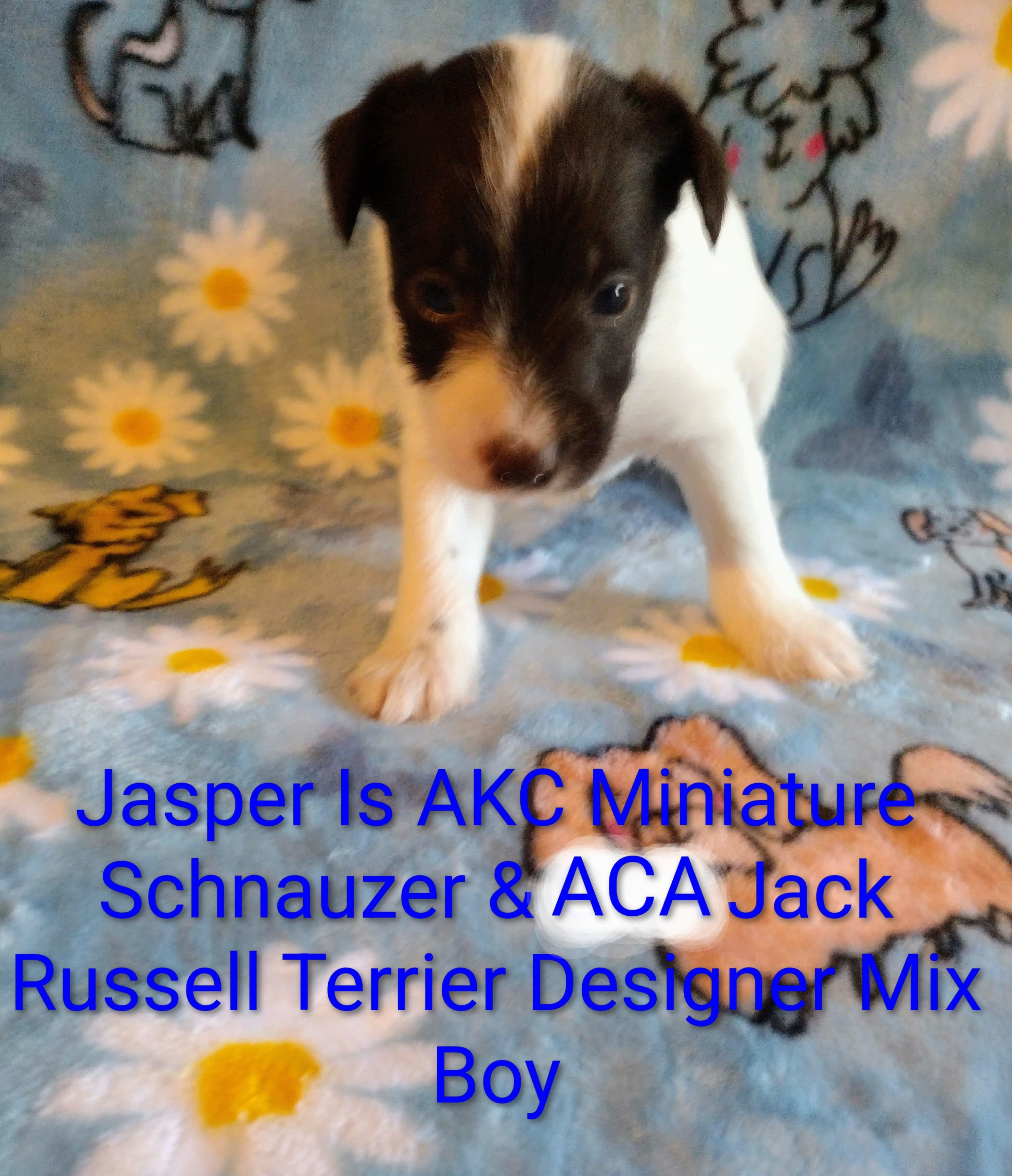 Jasper  – Jack Russell Terrier, Miniature Schnauzer puppy for sale in Enid, OK