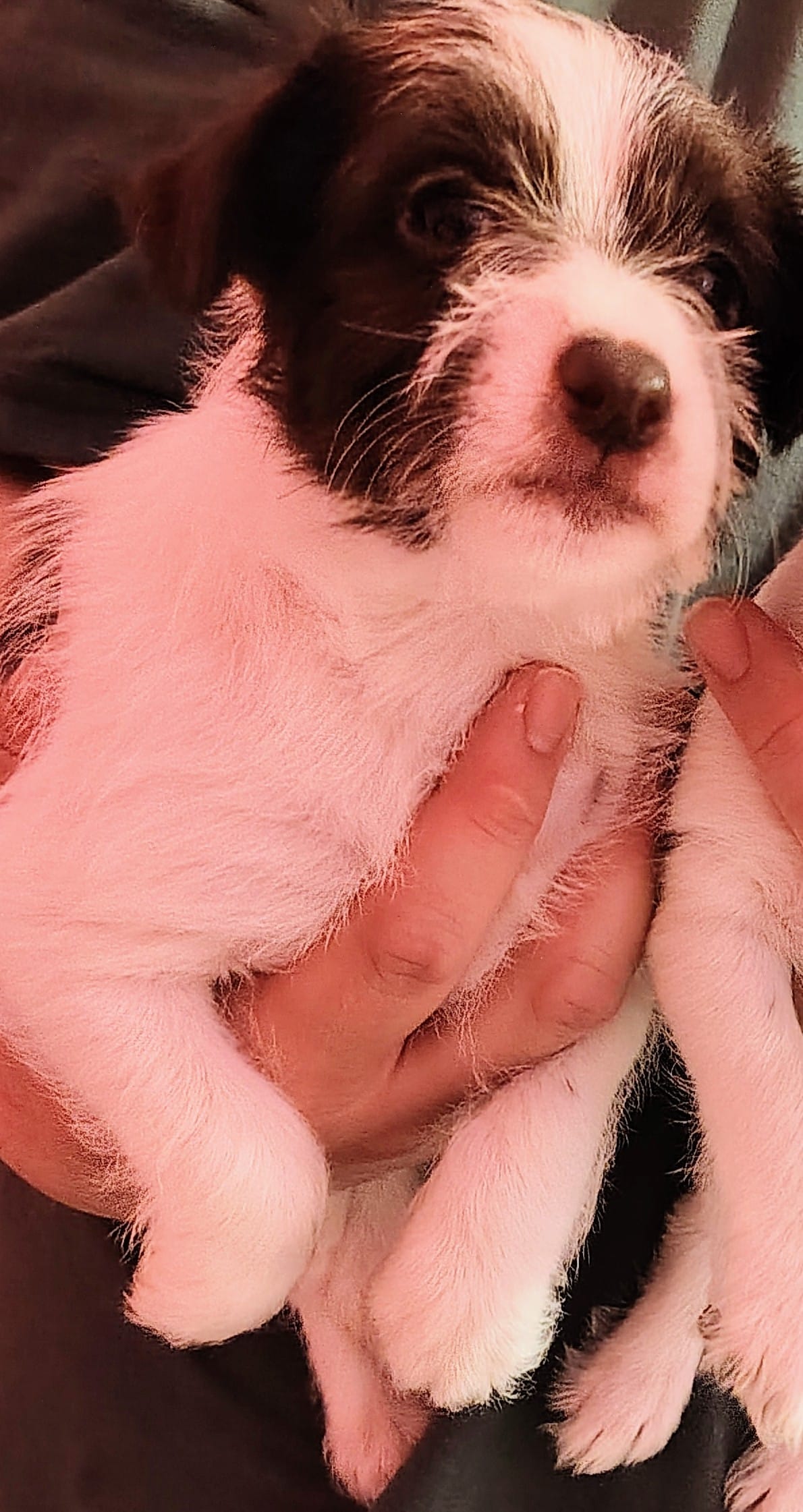 Abby  – Jack Russell Terrier, Miniature Schnauzer puppy for sale in Enid, OK