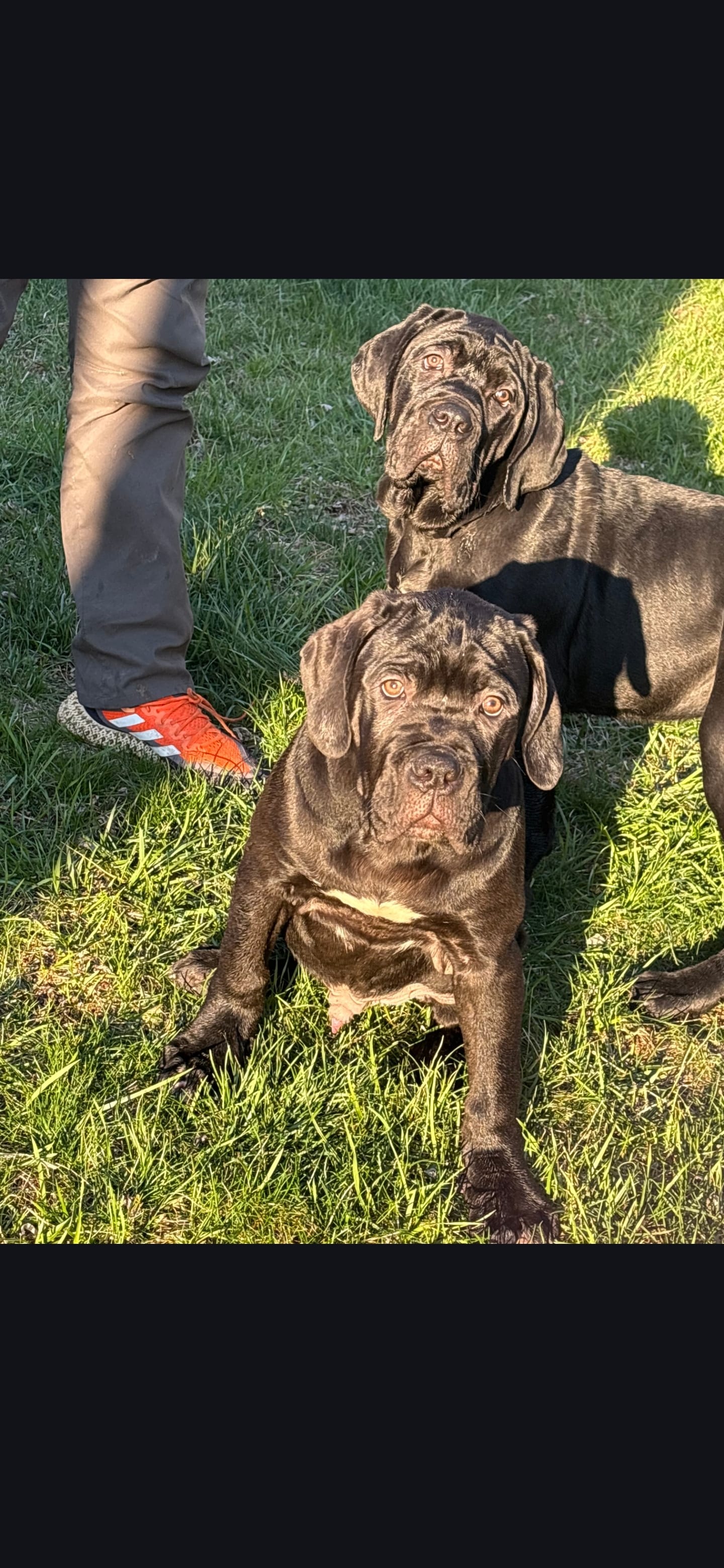 Mike – Cane Corso puppy for sale in Winchester, VA