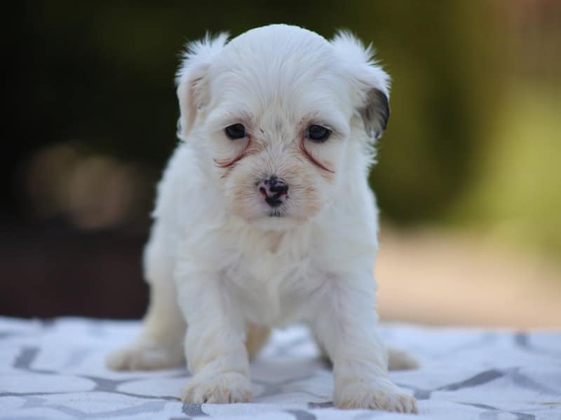 Hemlock – Shichon puppy for sale in Lexington, IN