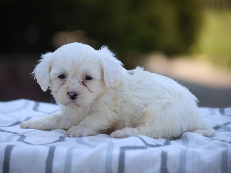 White Oak – Shichon puppy for sale in Lexington, IN