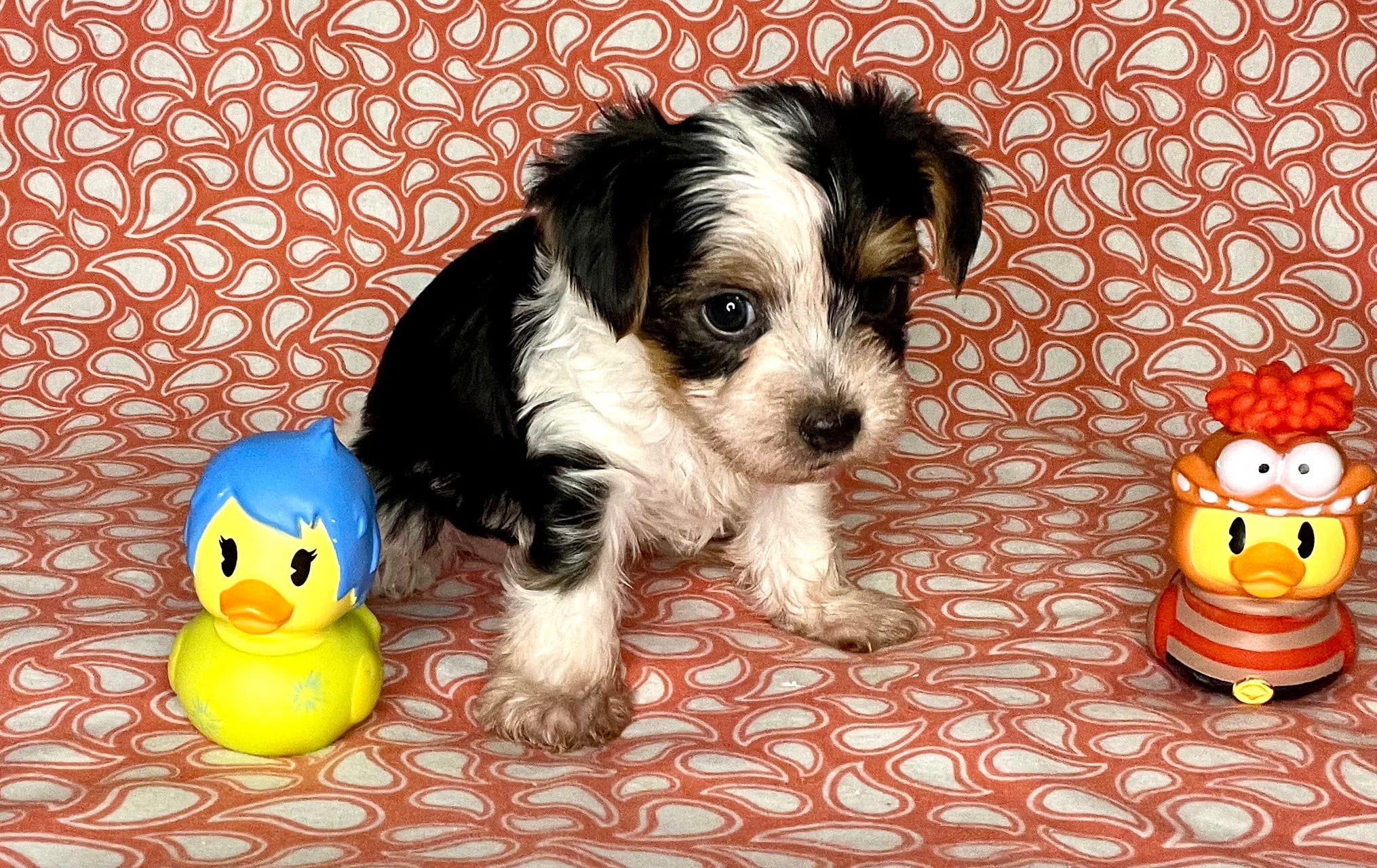 AKC M Az – Yorkshire Terrier puppy for sale in Safford, AZ