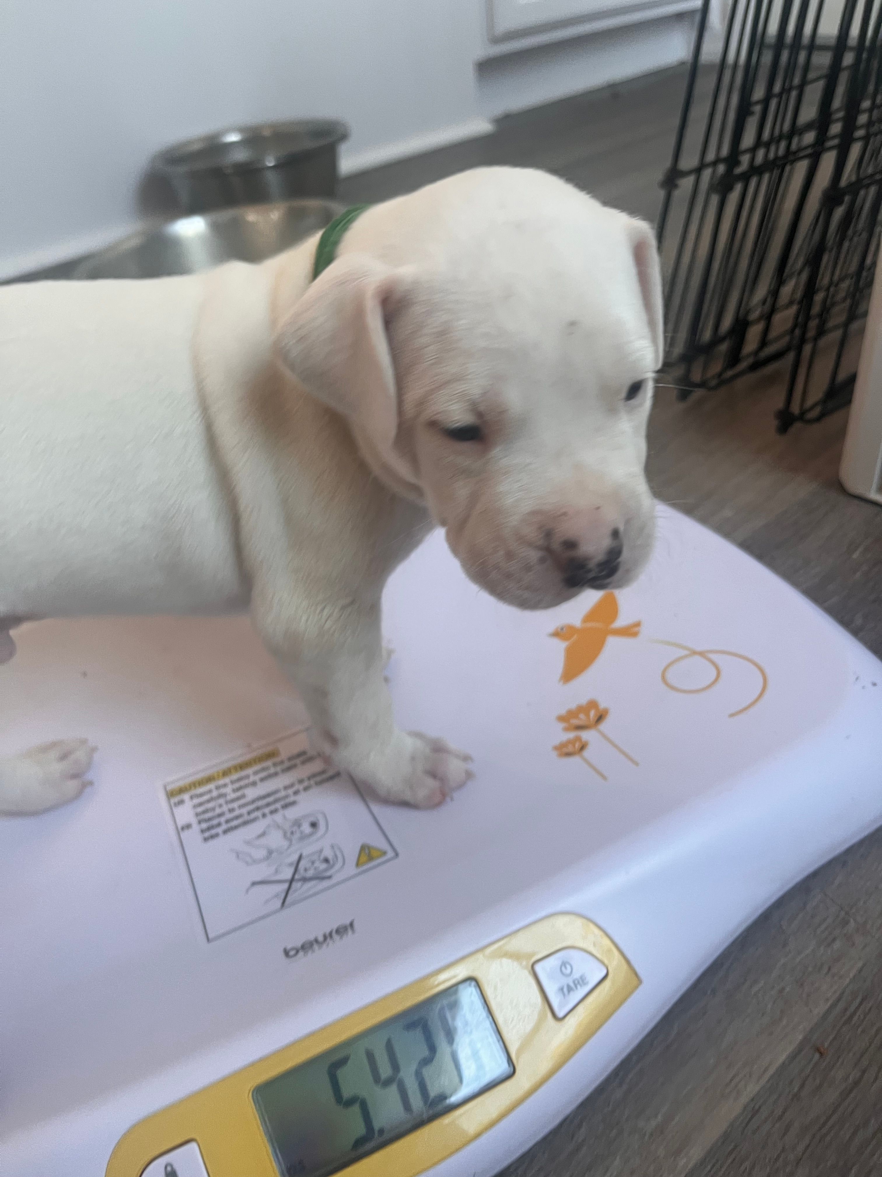 Blue  – Dogo Argentino puppy for sale in Bennett, CO