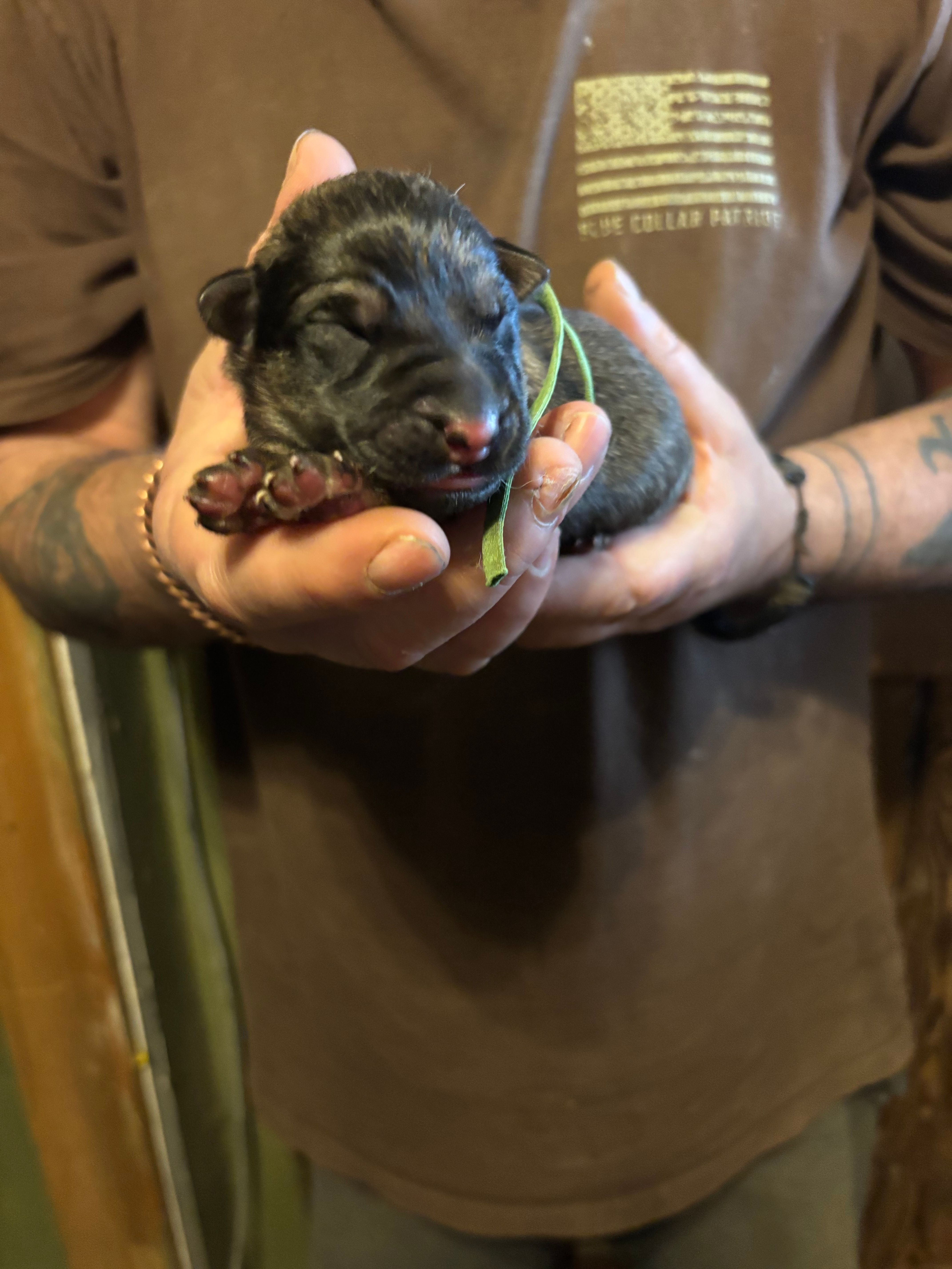 Onyx – German Shepherd Dog puppy for sale in Richland Center, WI